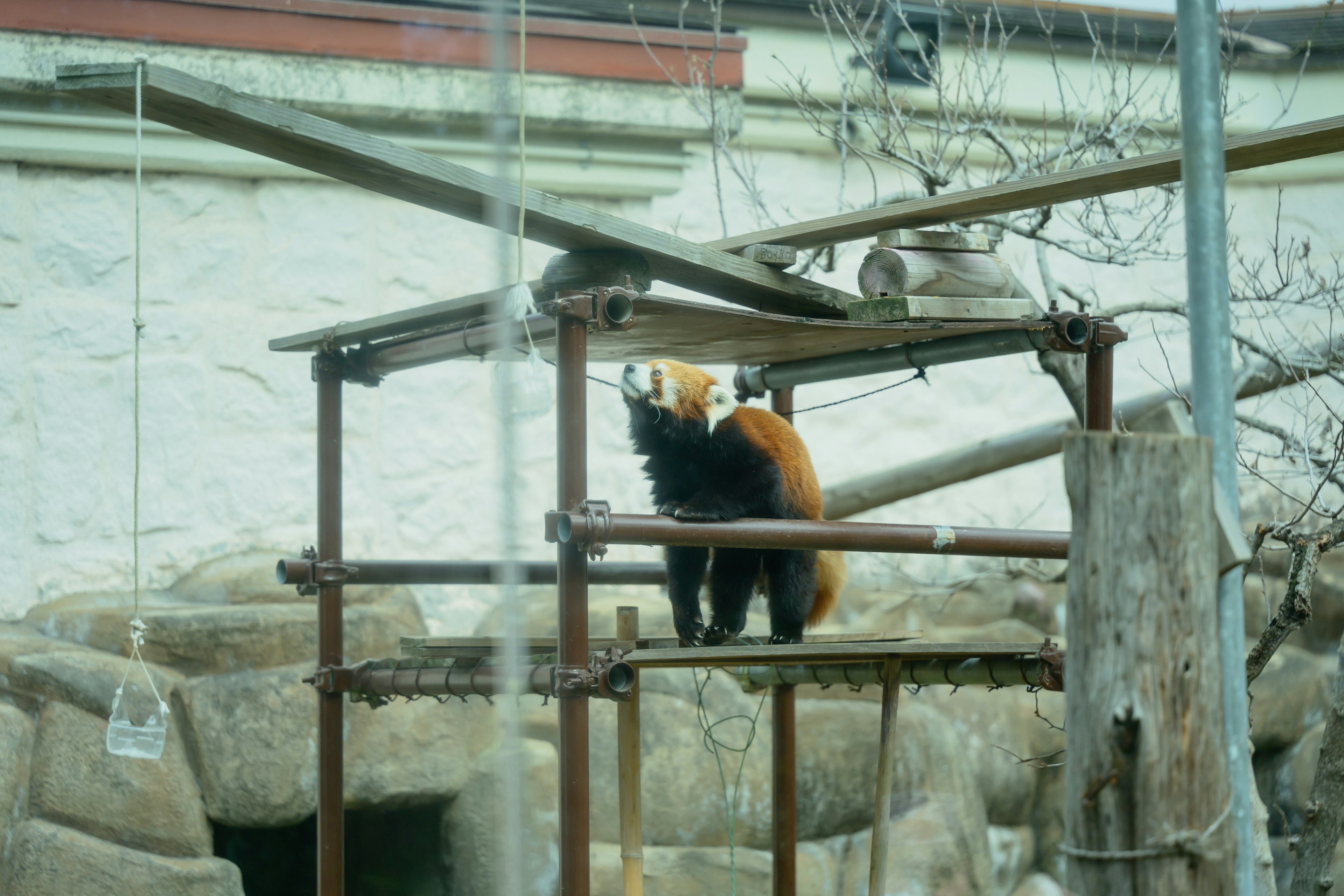 Red panda standing on a wooden structure