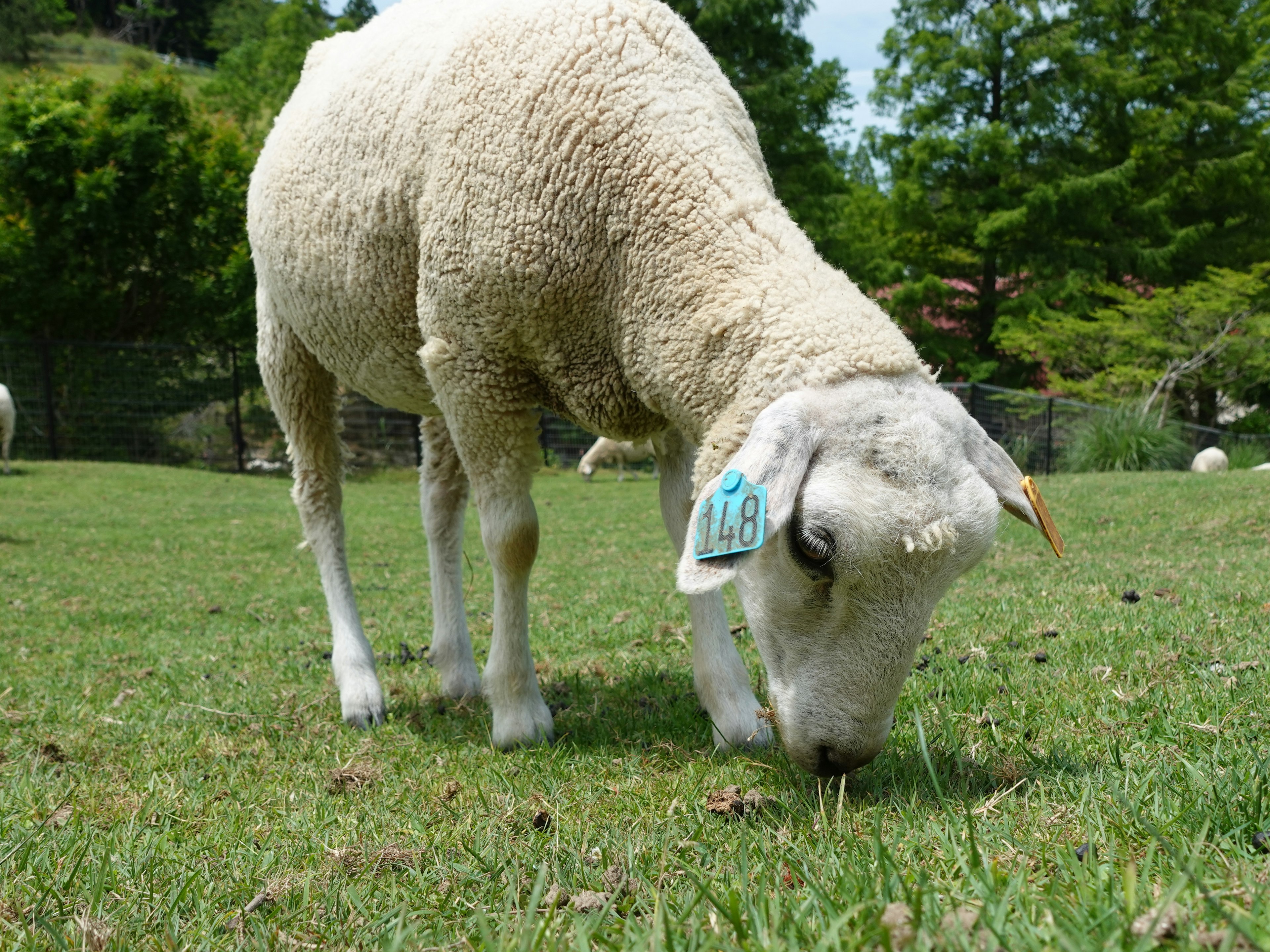 Una pecora che pascola sull'erba con lana bianca e un'etichetta blu