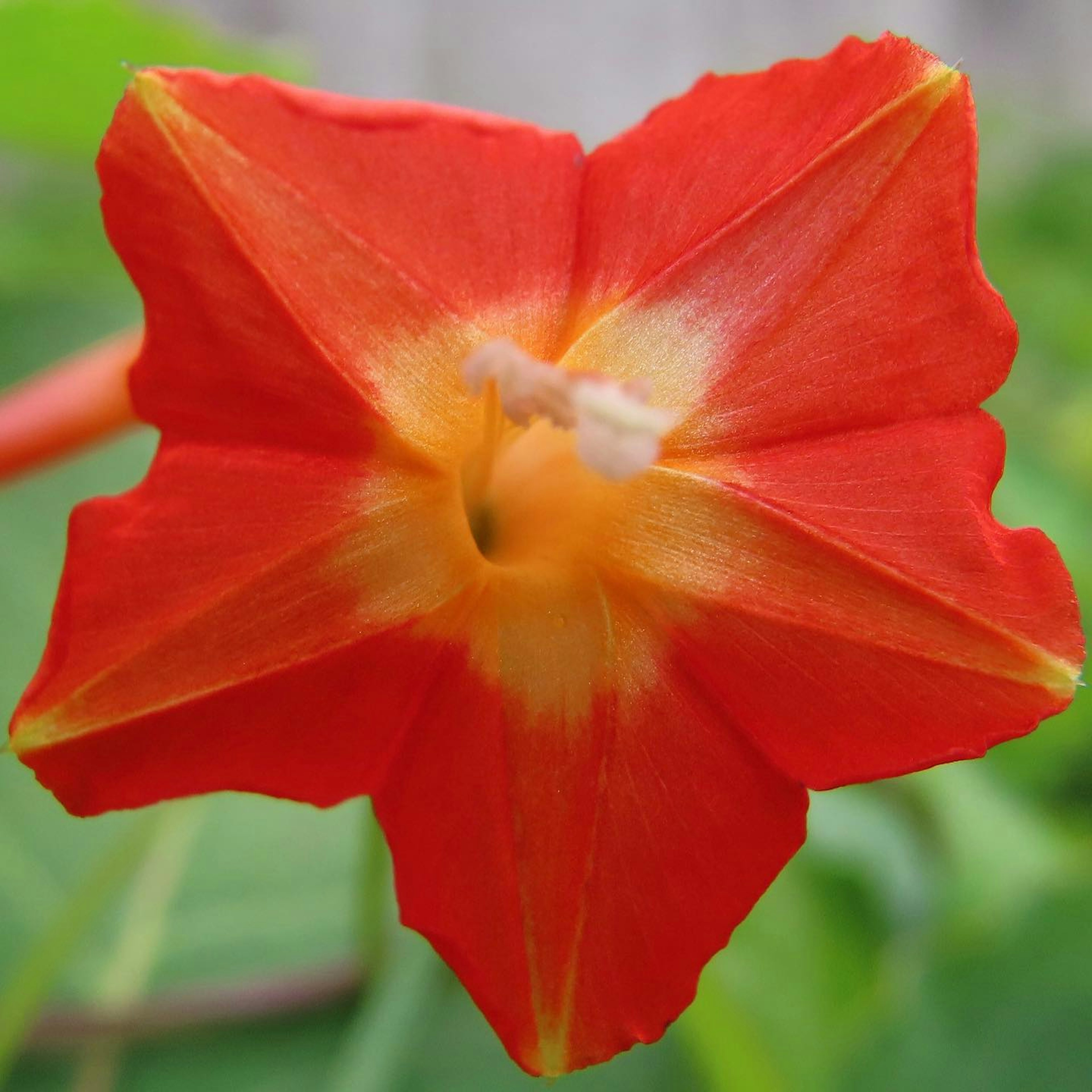 Flor roja vibrante con un centro amarillo y pétalos en forma de estrella