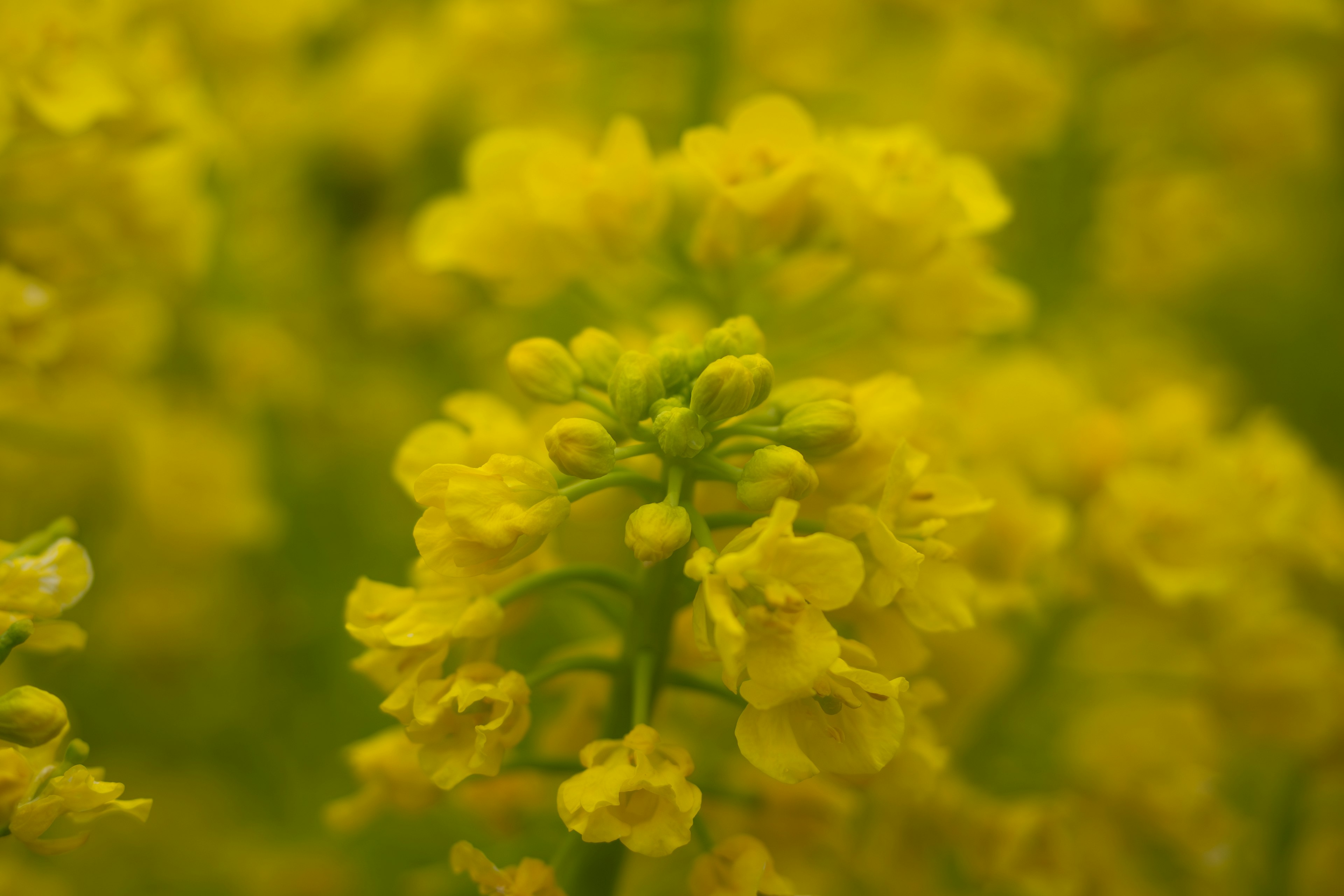 Close-up of vibrant yellow flowers in bloom