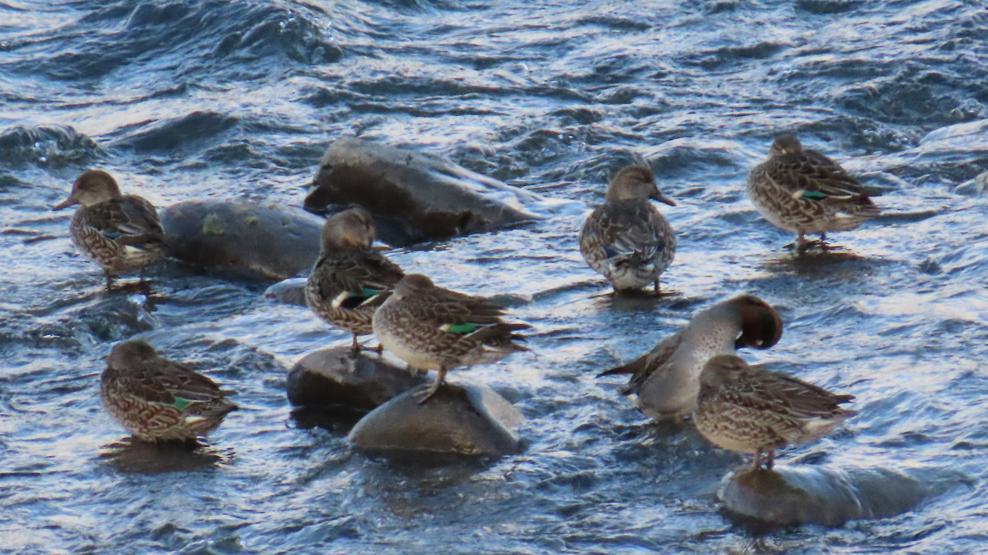 Eine Gruppe von Enten, die auf Felsen im Wasser mit wellenförmigen Bewegungen stehen