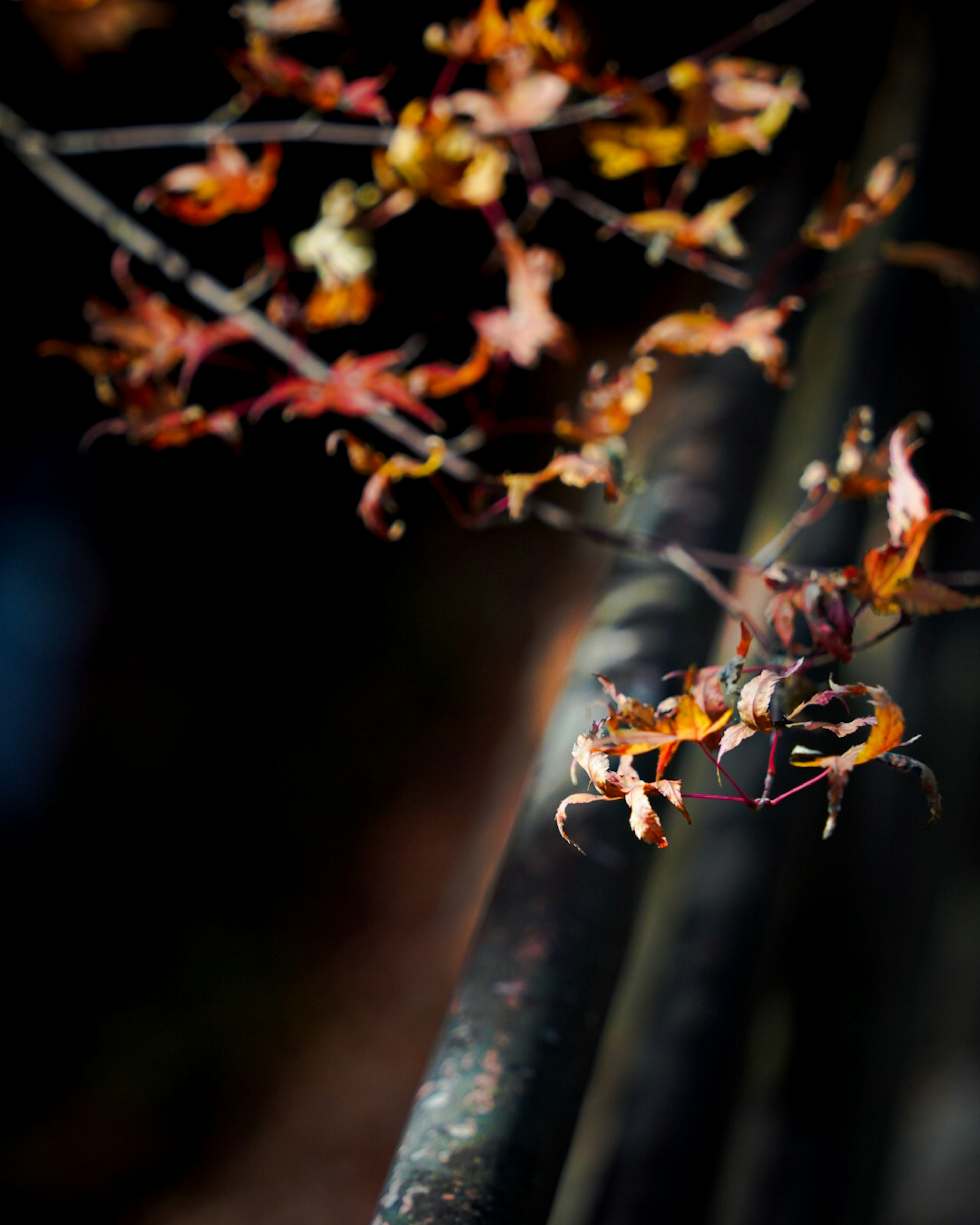 Hojas de otoño de colores vibrantes contra un fondo oscuro