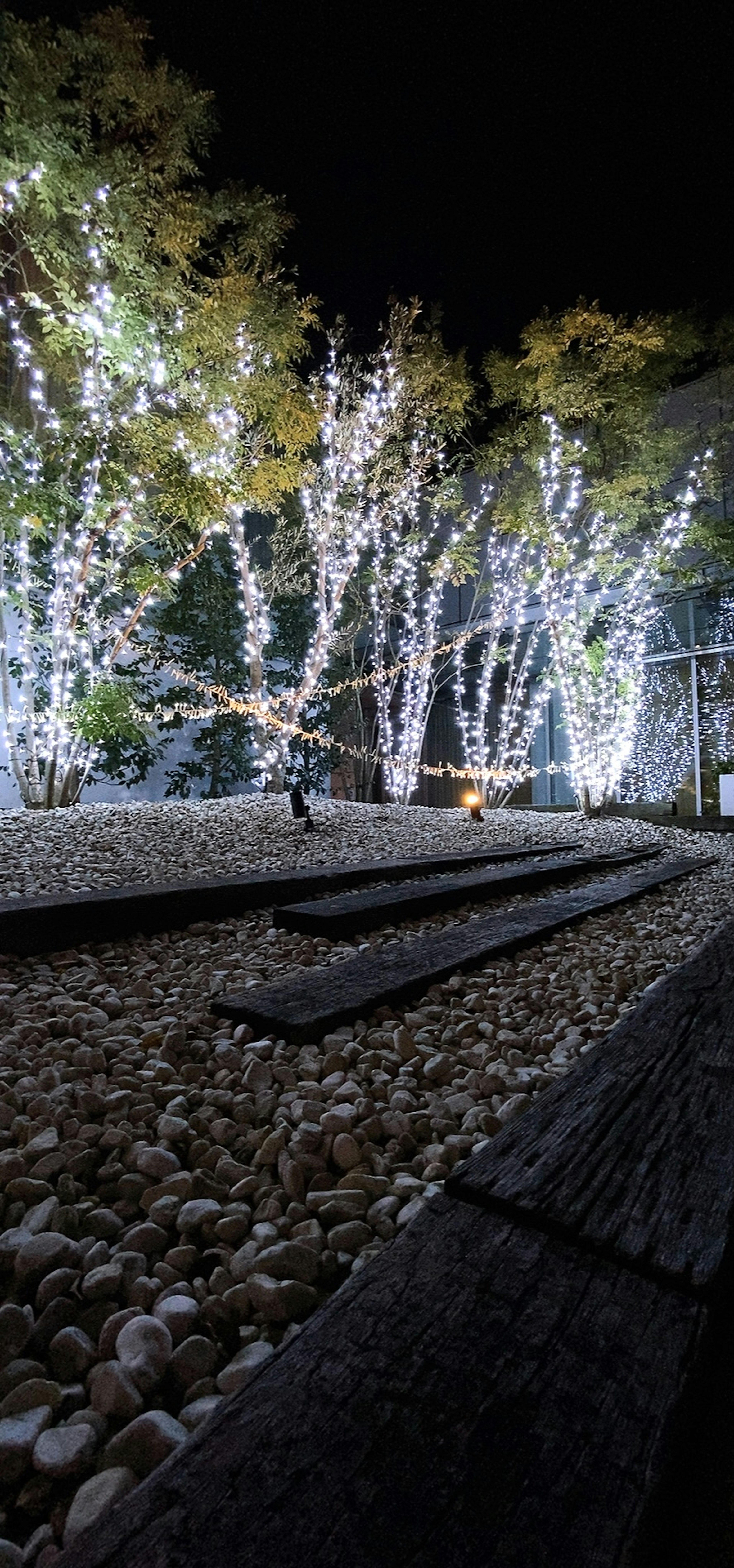 Árboles blancos iluminados por la noche con un camino de piedras