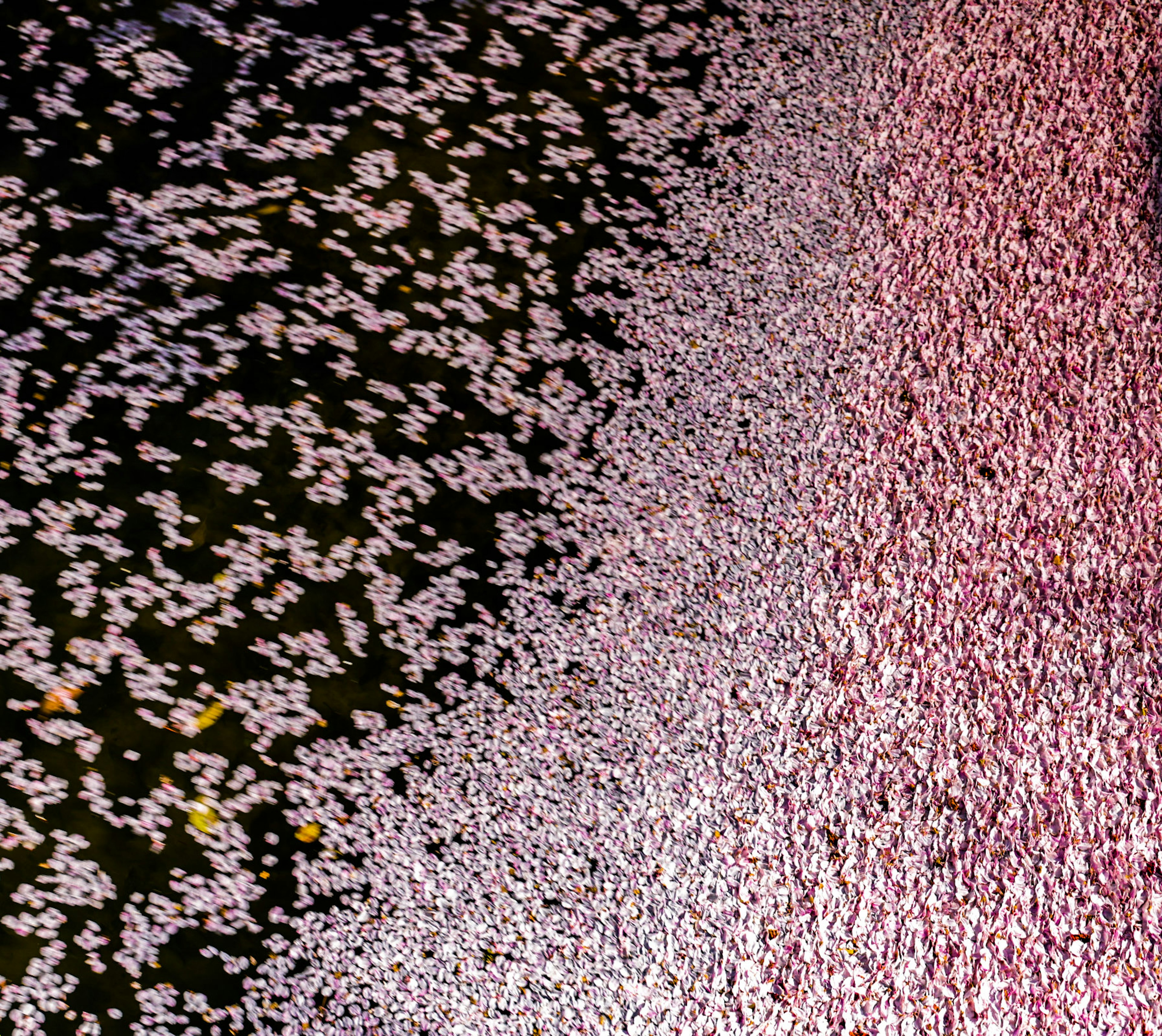 Una bellissima scena di petali di ciliegio che galleggiano sulla superficie dell'acqua