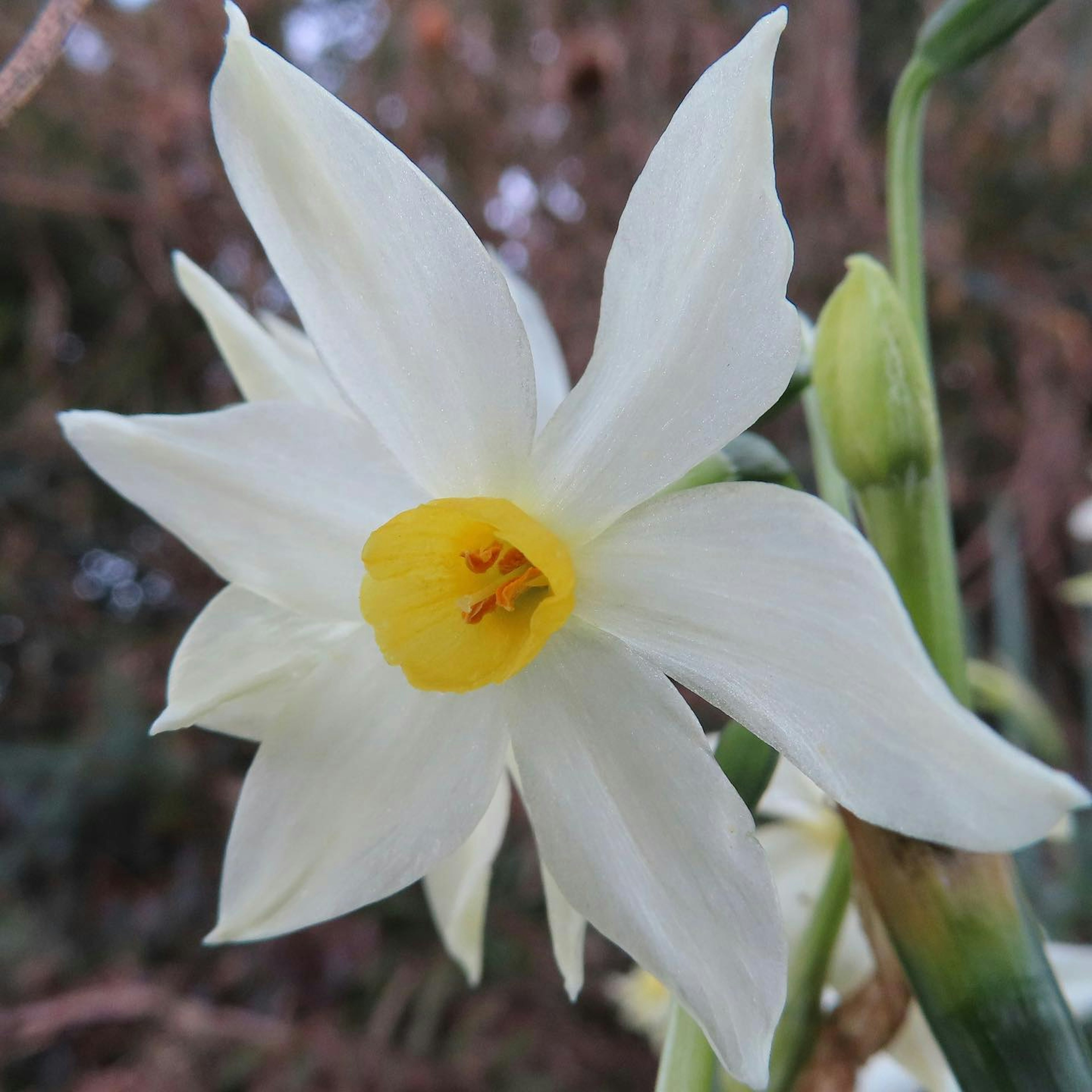 Weiße Blume mit gelbem Zentrum