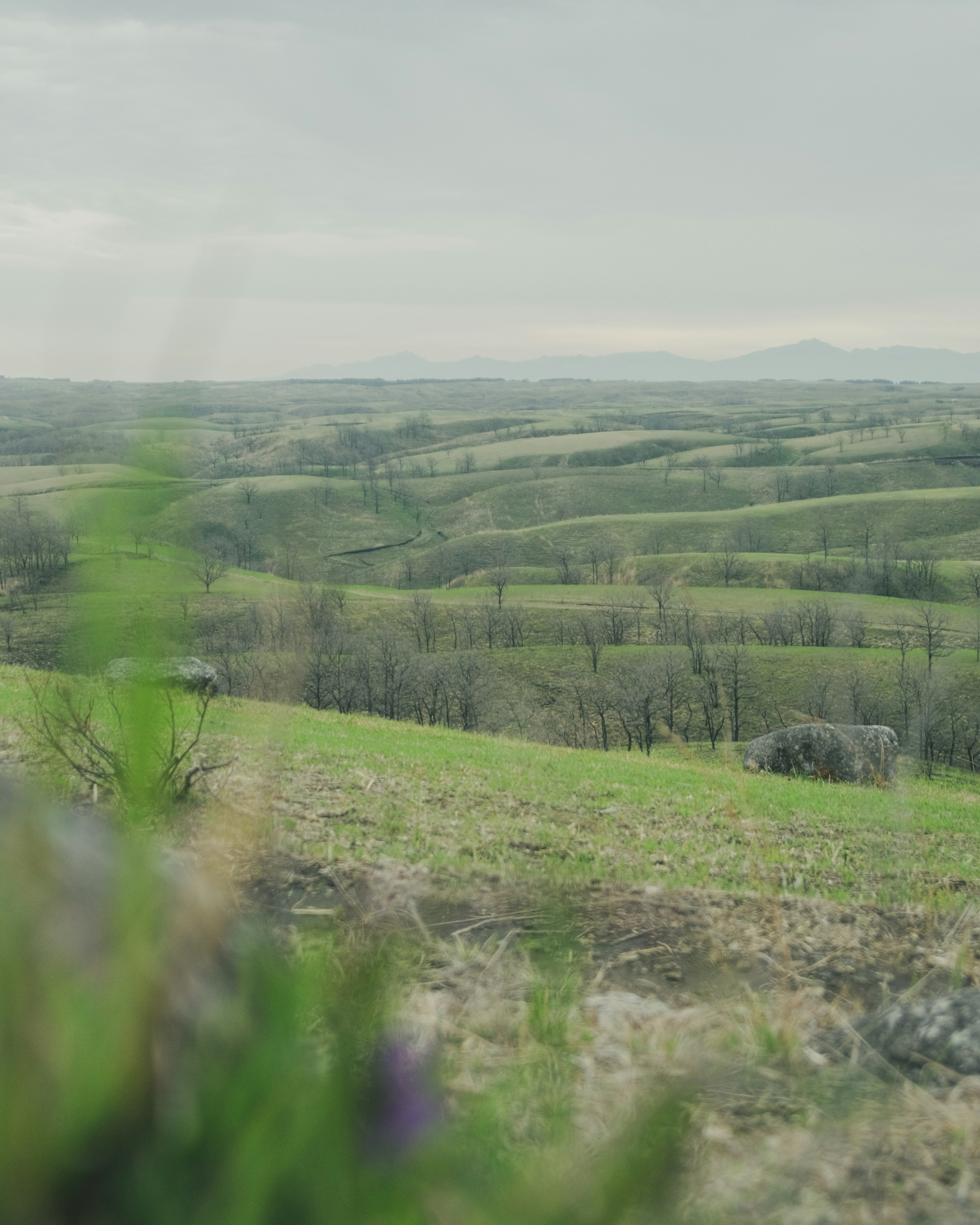 Paysage de collines verdoyantes avec des montagnes au loin