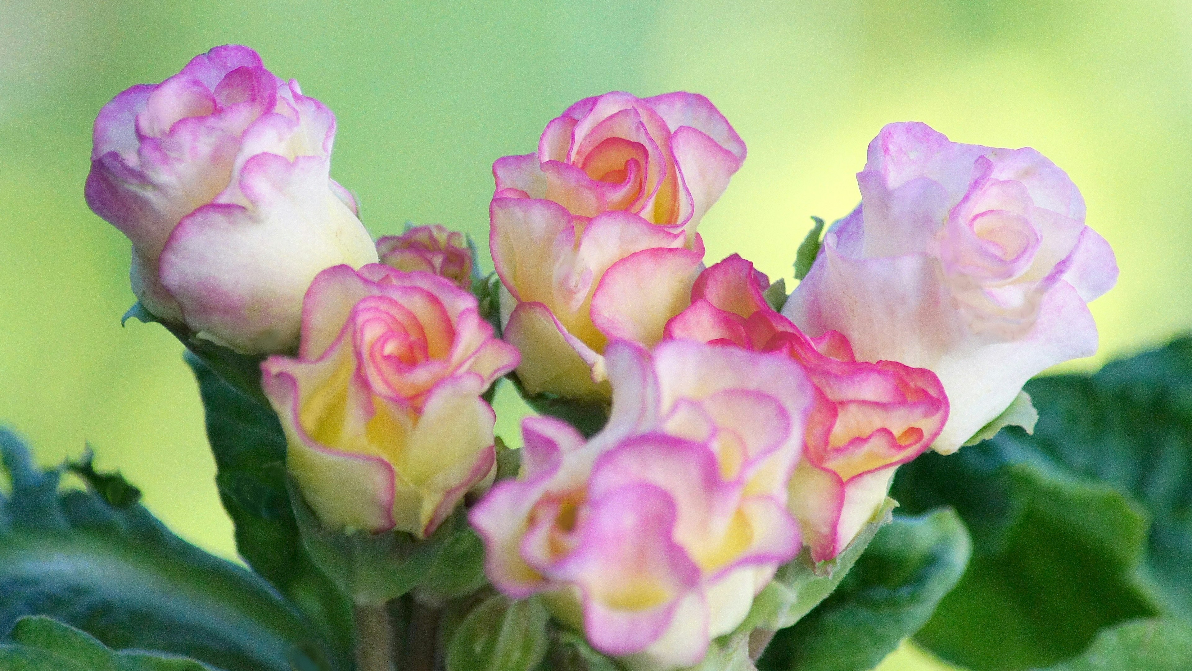 Buds de flores hermosos con pétalos rosa pálido y amarillo