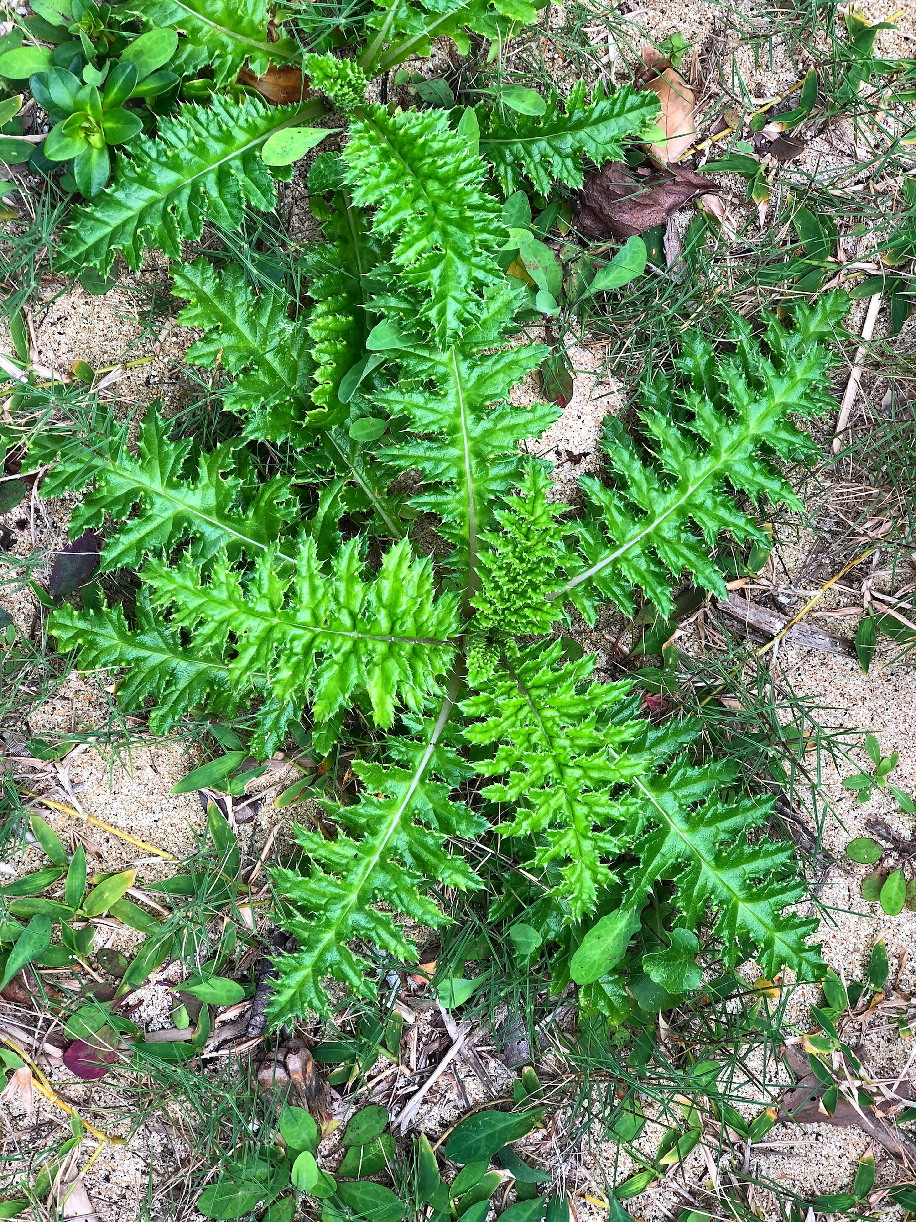 緑色のシダ植物が地面に広がっている