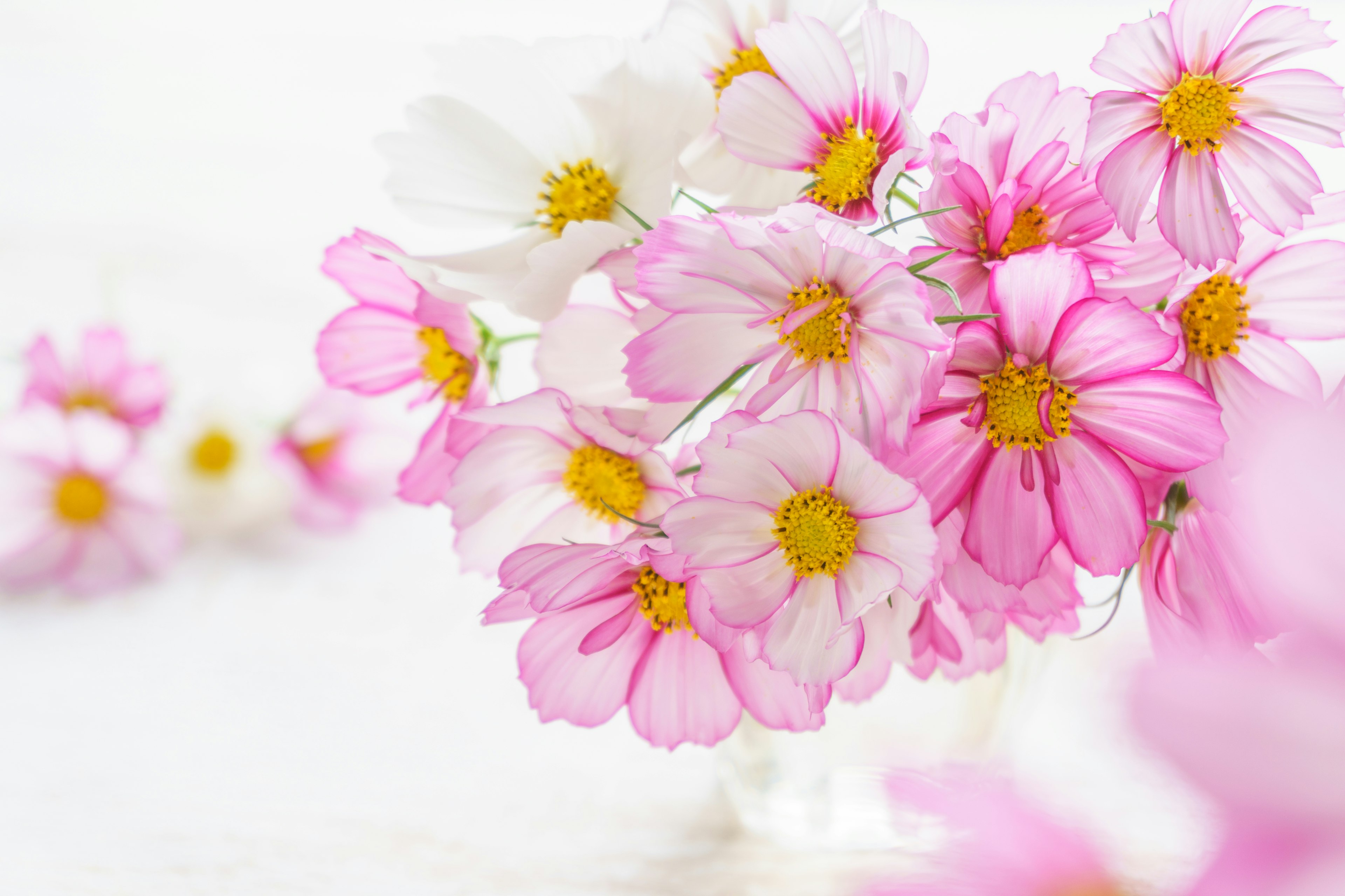 Un mazzo di fiori cosmos rosa e bianchi disposti in un vaso trasparente