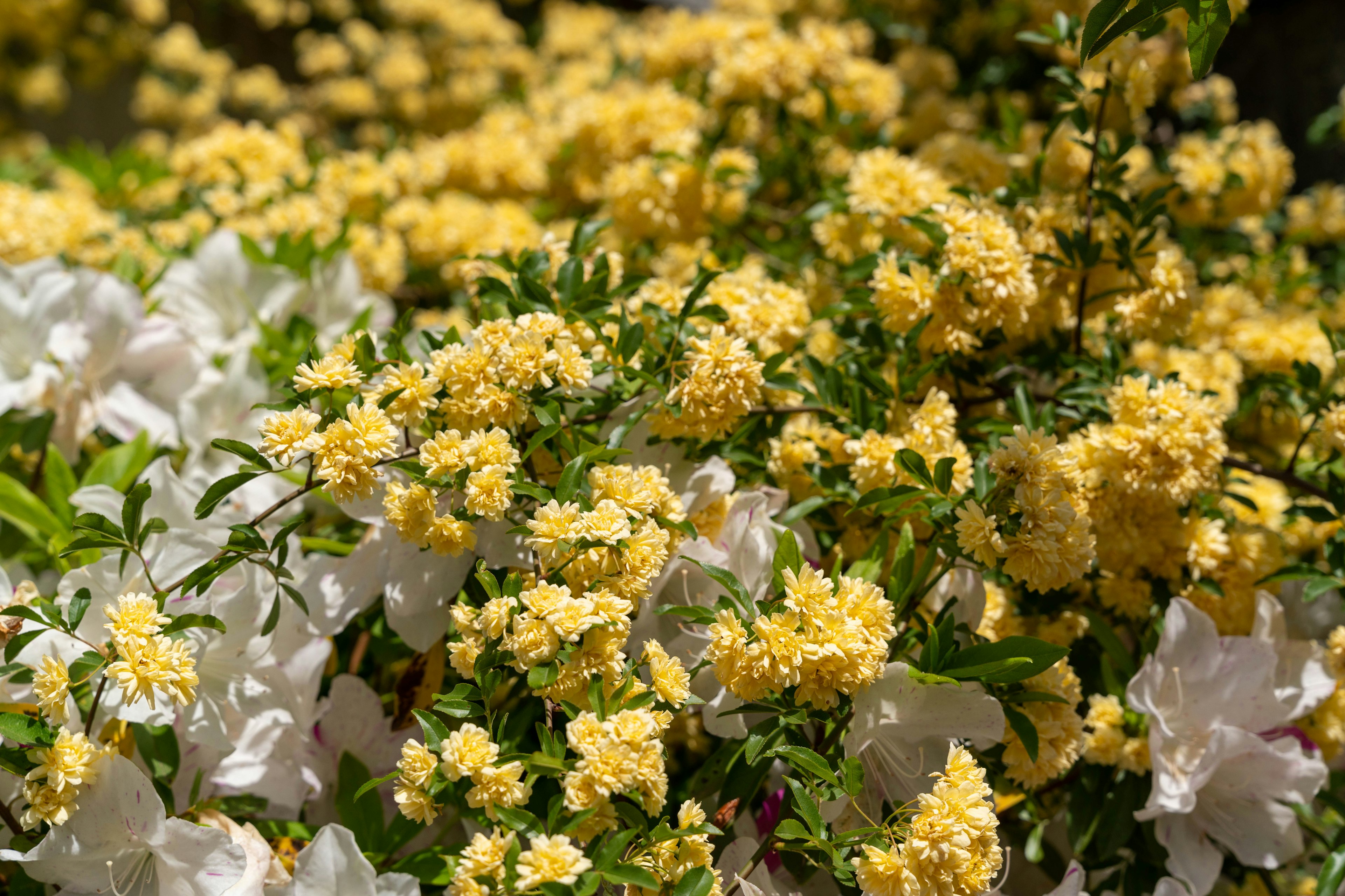 美麗的花園場景，盛開著黃色和白色的花