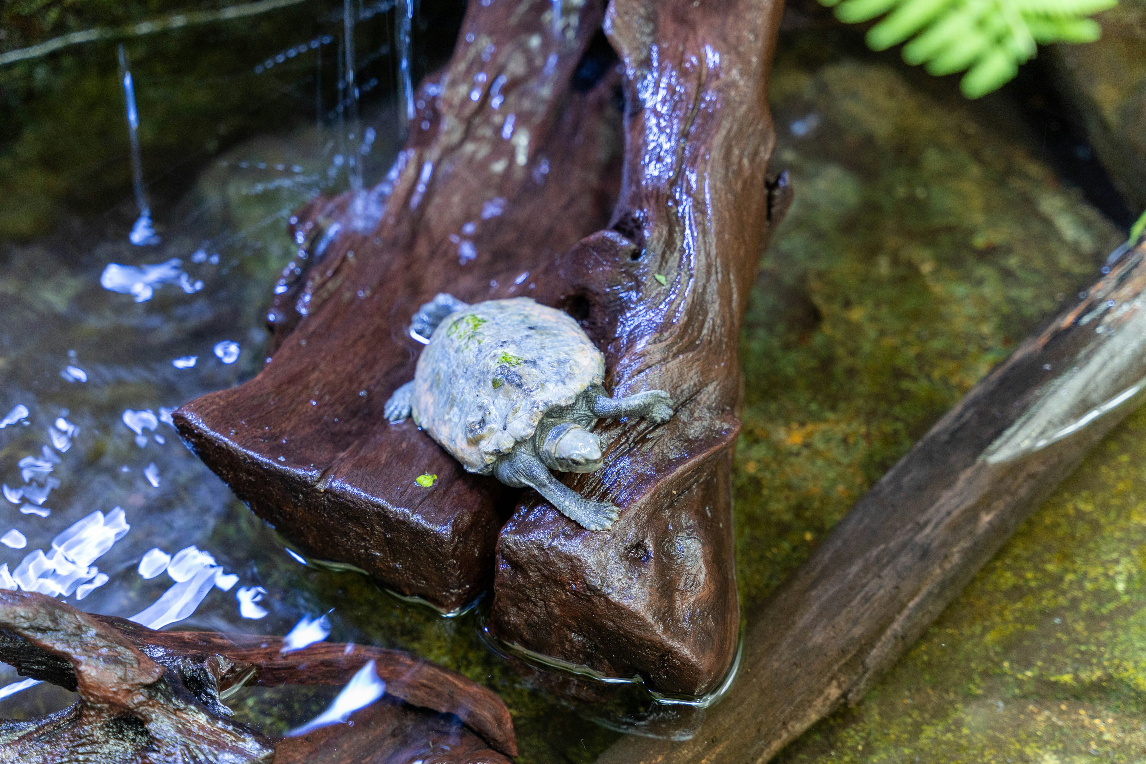 Ein kleiner Frosch sitzt auf einem Holzstamm am Wasser