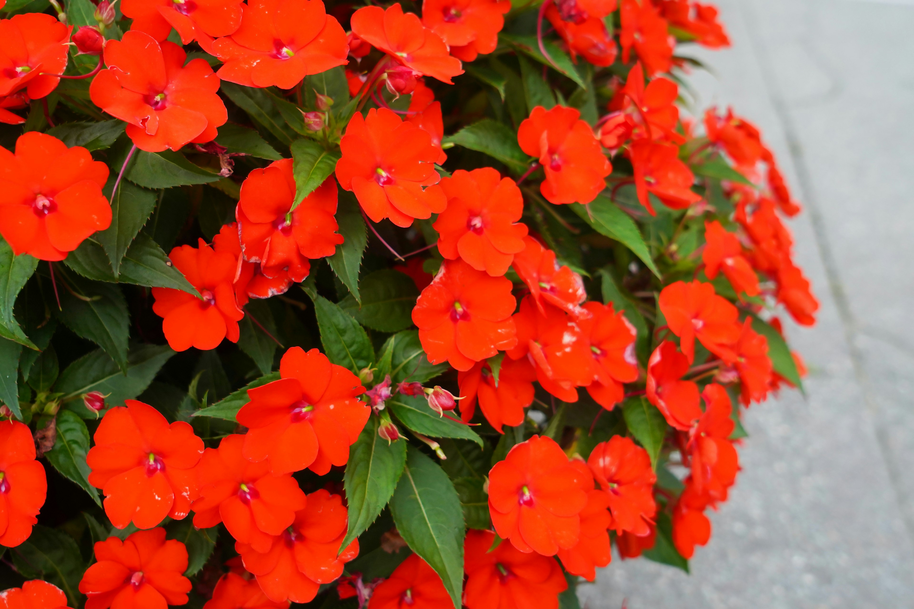 Fiori di impatiens rossi vibranti che sbocciano in un contesto verdeggiante