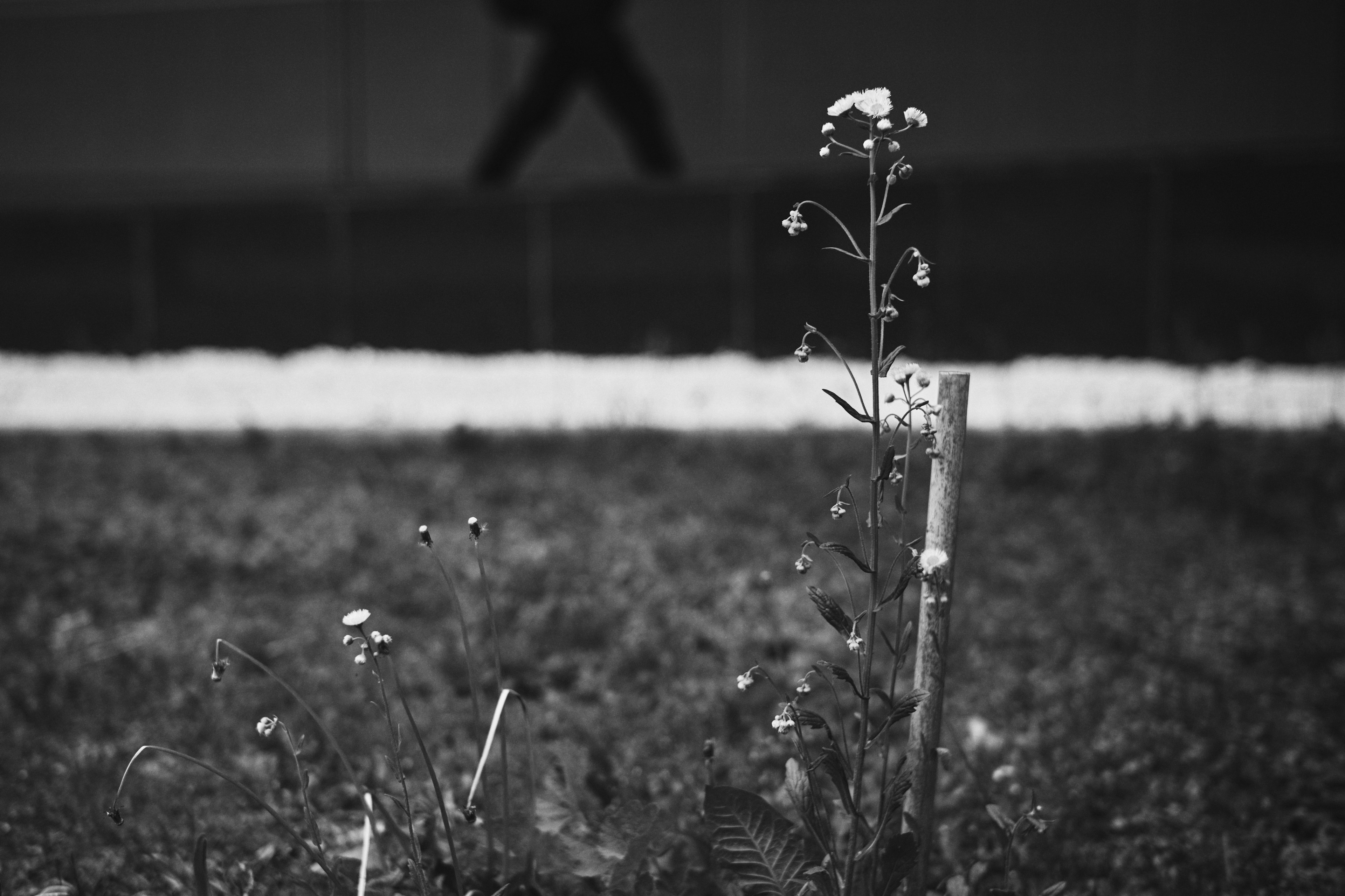 Un fiore in piedi su uno sfondo in bianco e nero con una silhouette che cammina