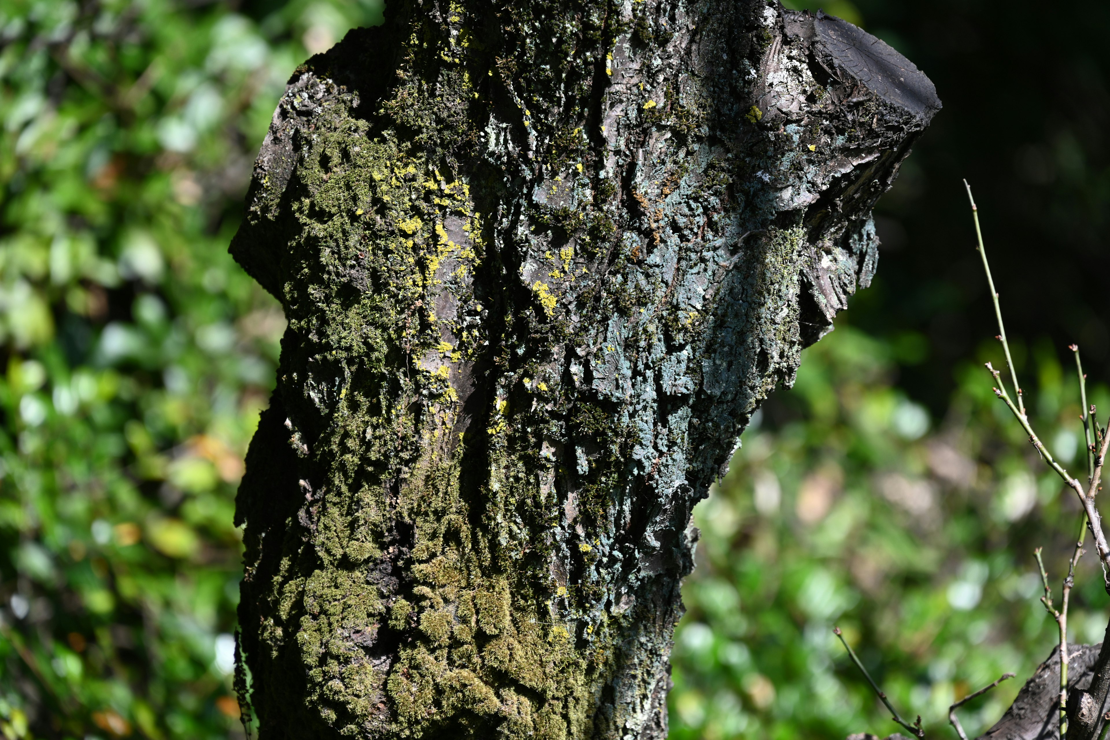 Écorce d'arbre mousseuse avec feuillage vert en arrière-plan