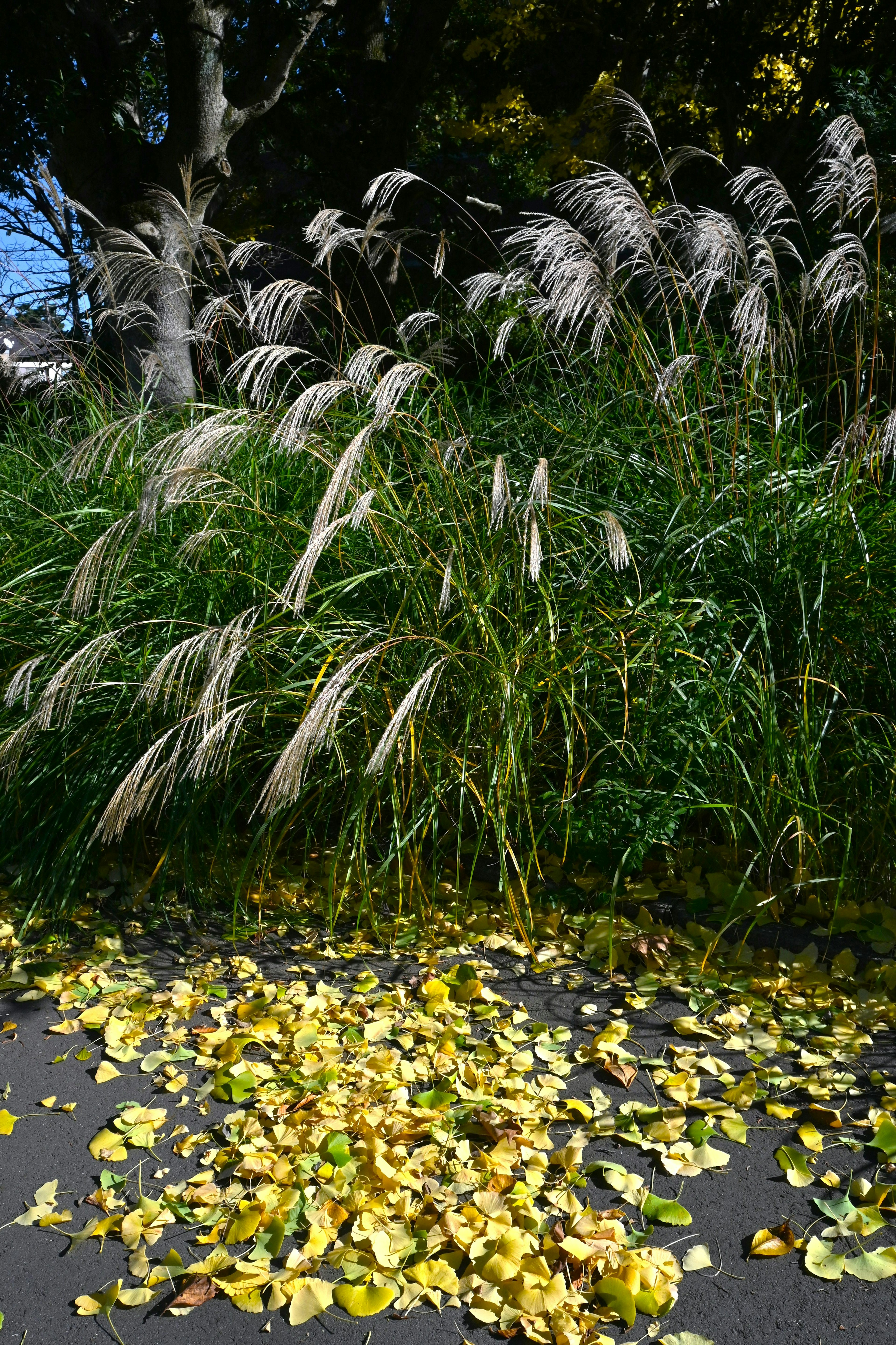 Herbe haute avec des plumets blancs à côté d'un chemin parsemé de feuilles jaunes