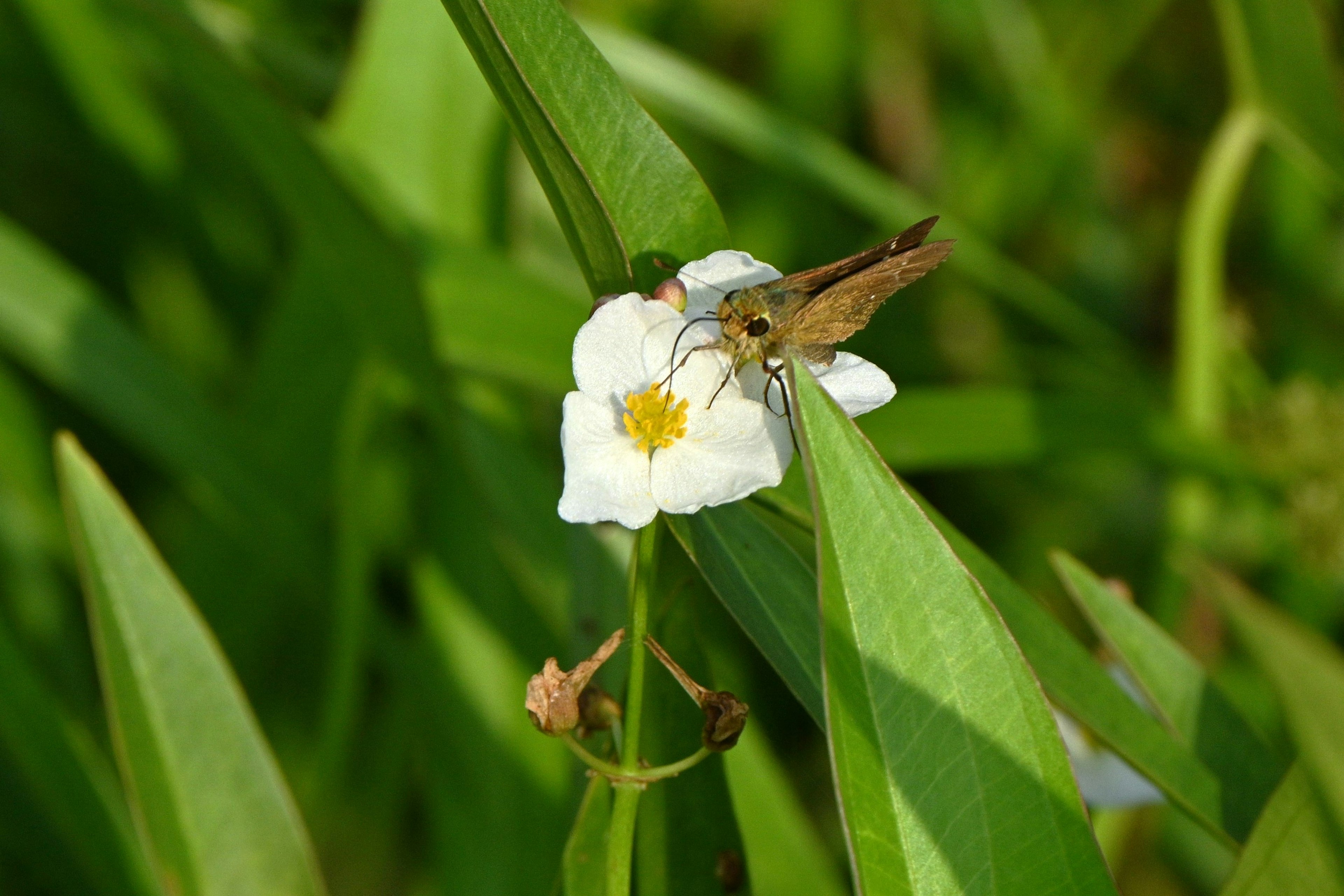 Insetto appollaiato su un fiore bianco circondato da foglie verdi