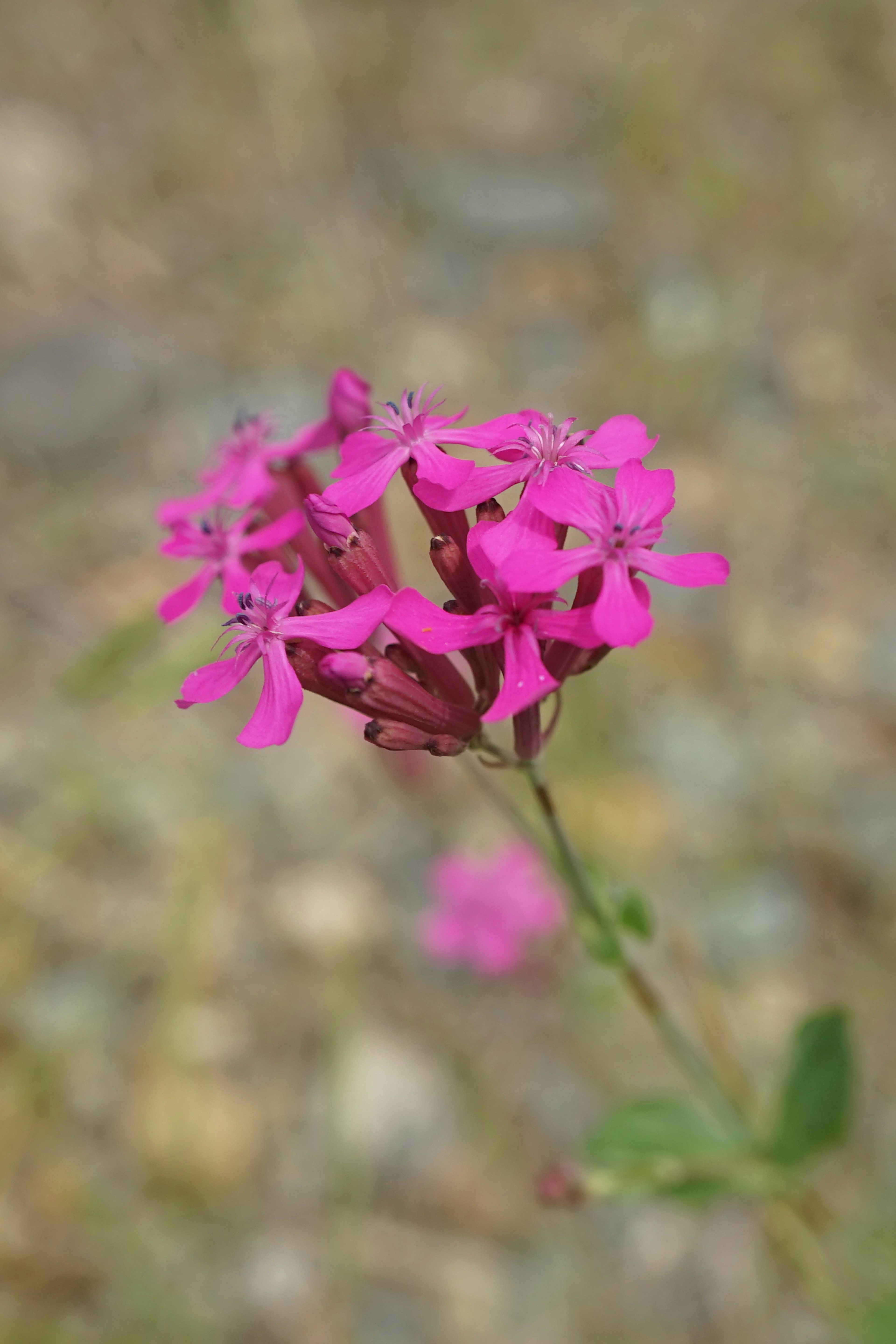 Gros plan d'une plante avec de petites fleurs roses vives