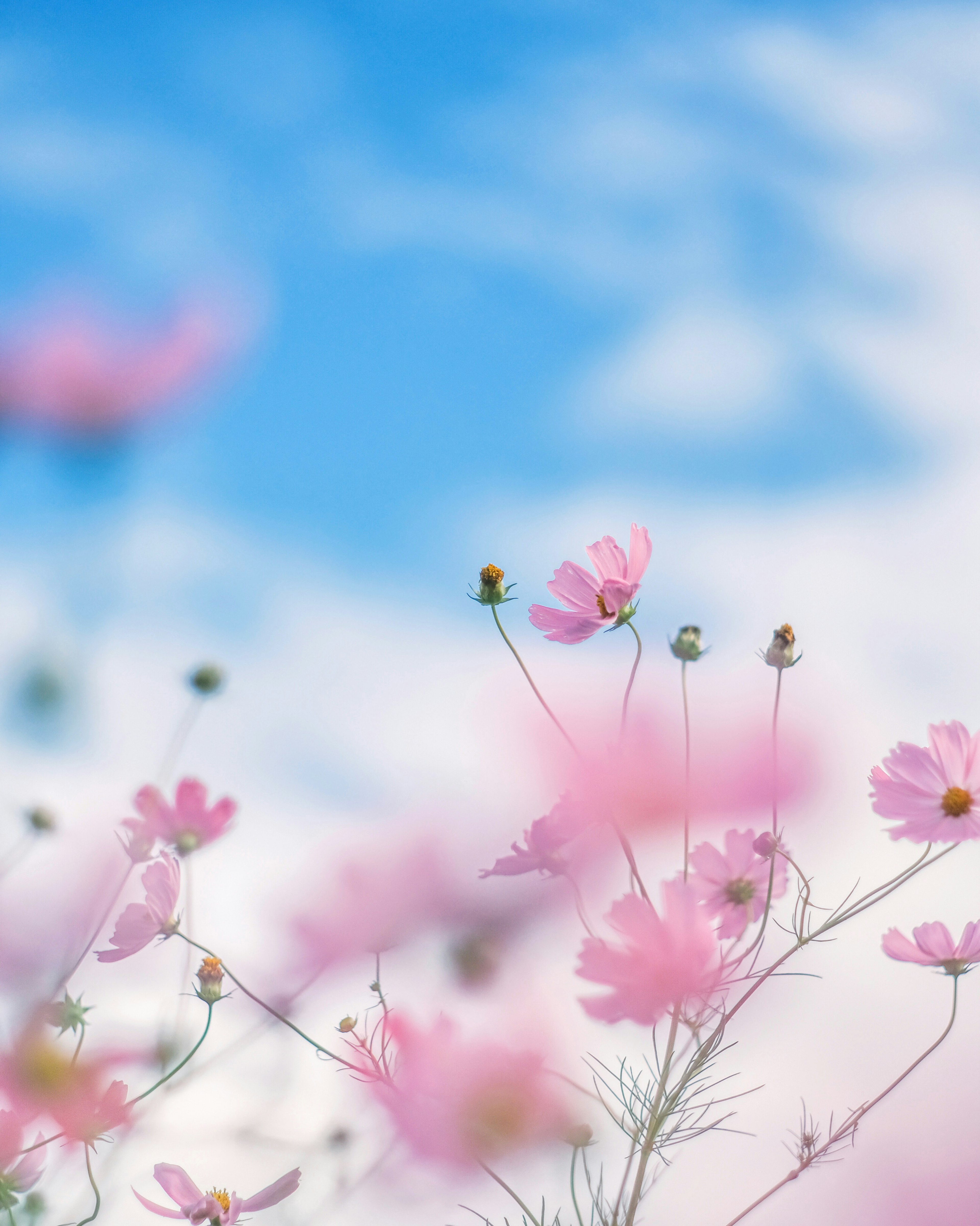 Light pink cosmos flowers against a blue sky