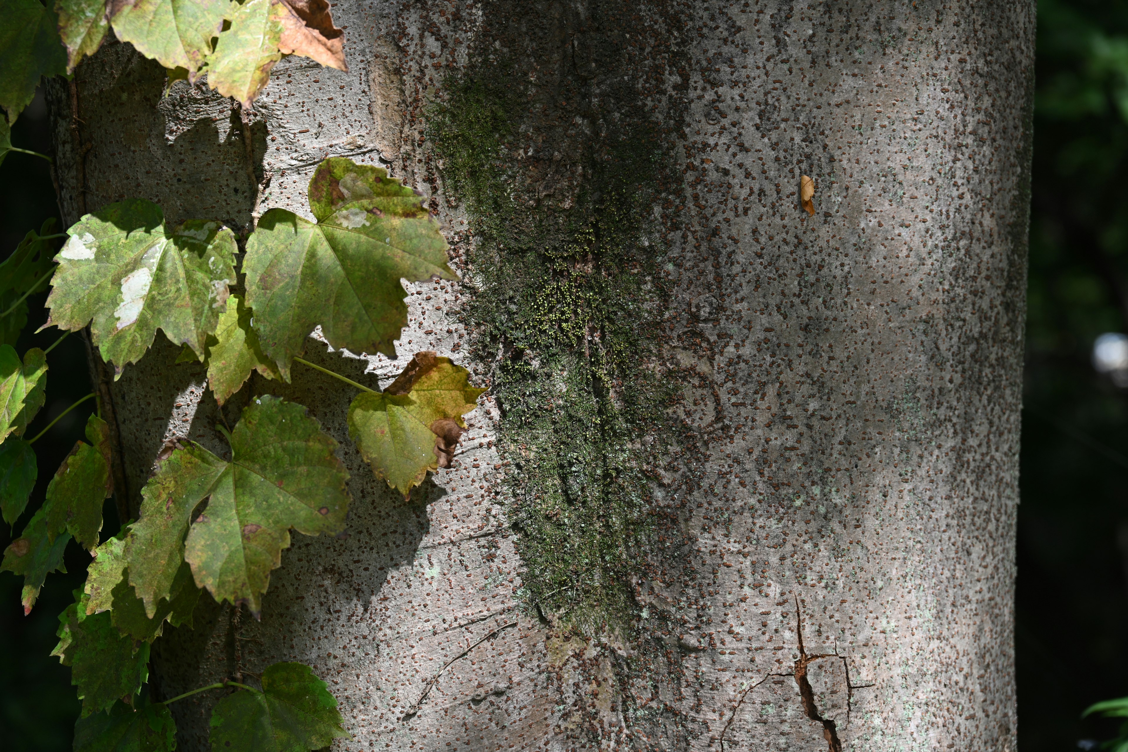 Un tronc d'arbre avec de la mousse et des feuilles vertes grimpantes