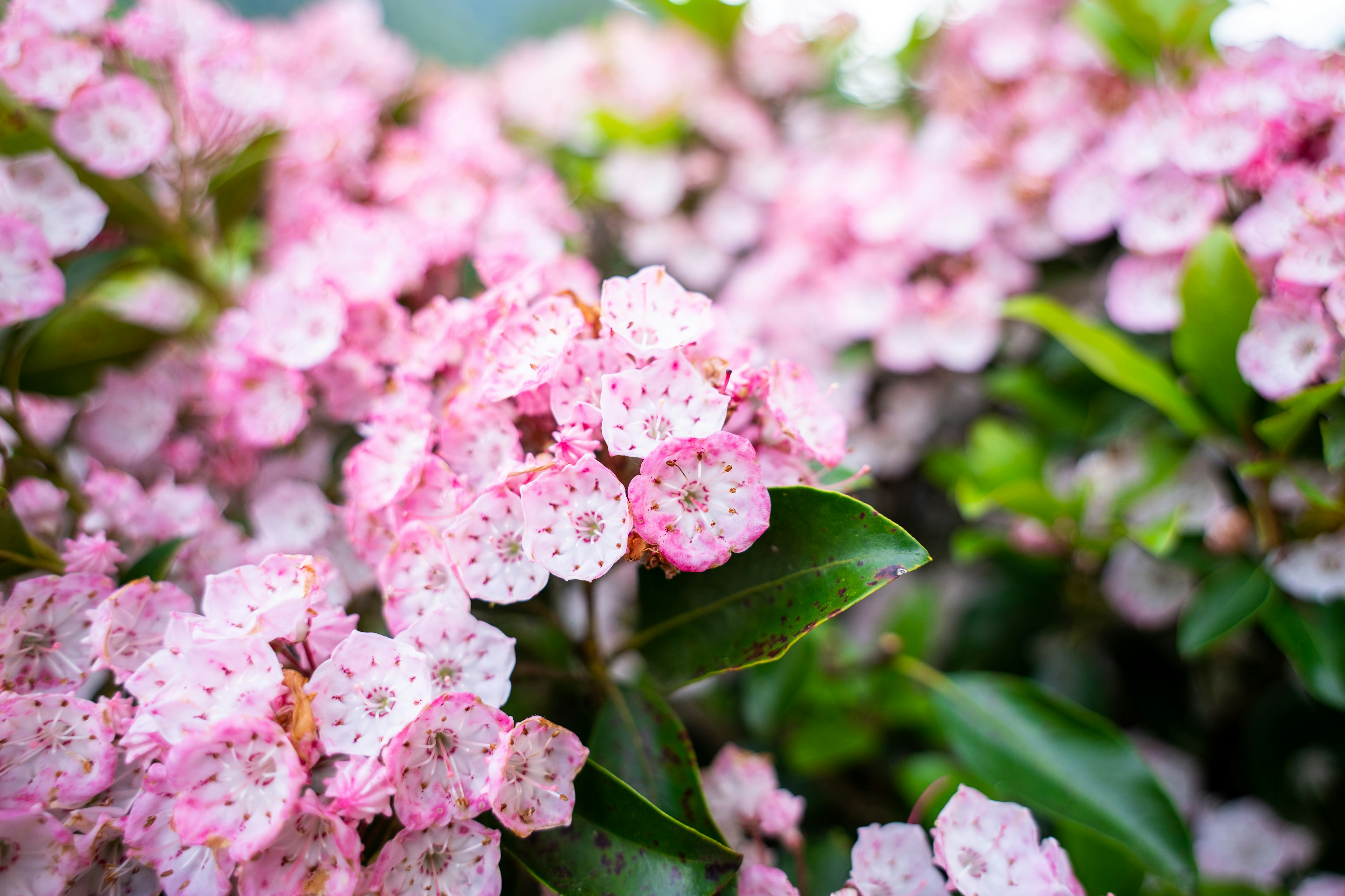 Nahaufnahme einer Pflanze mit zahlreichen rosa Blumen