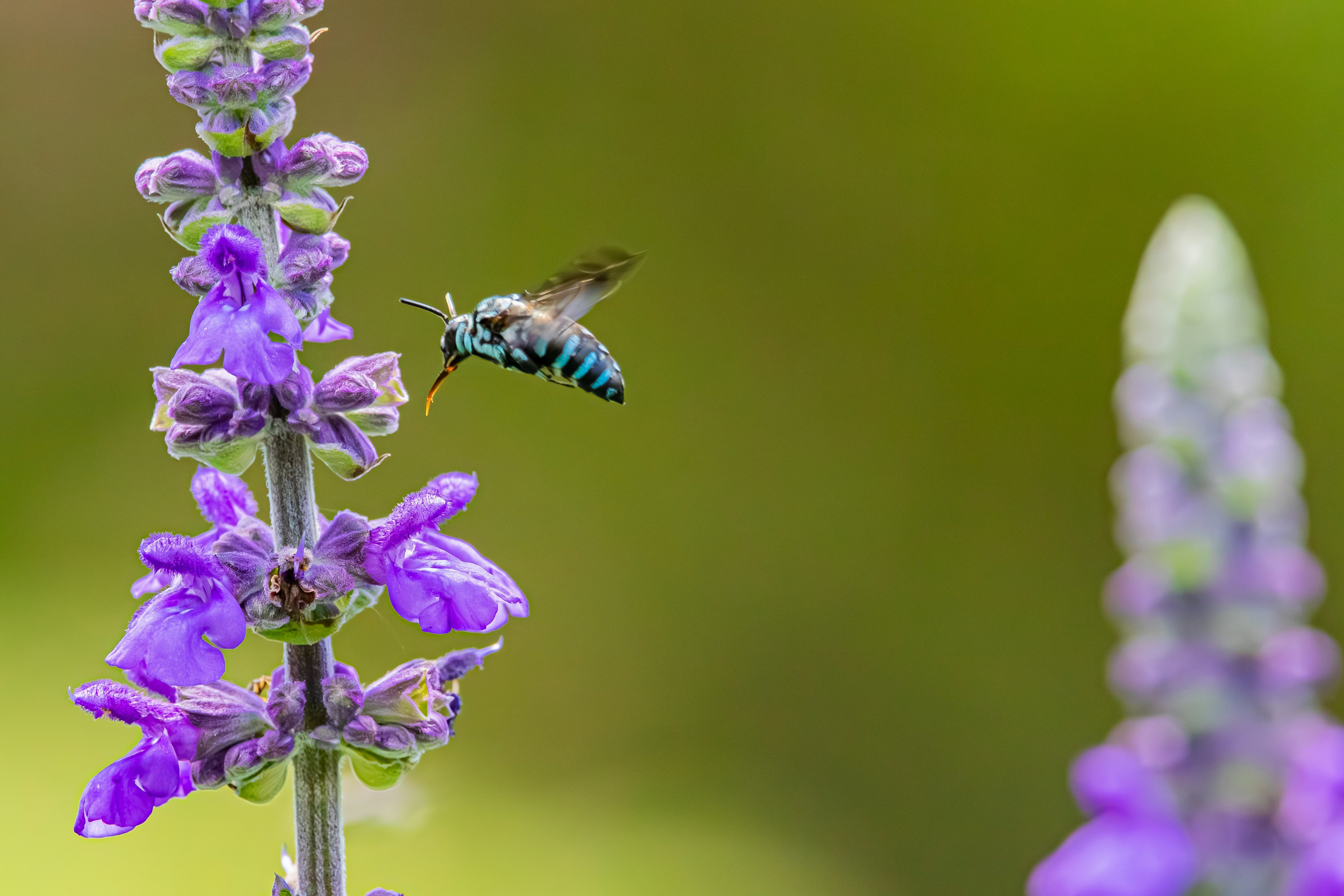 Une abeille bleue planant près de fleurs violettes