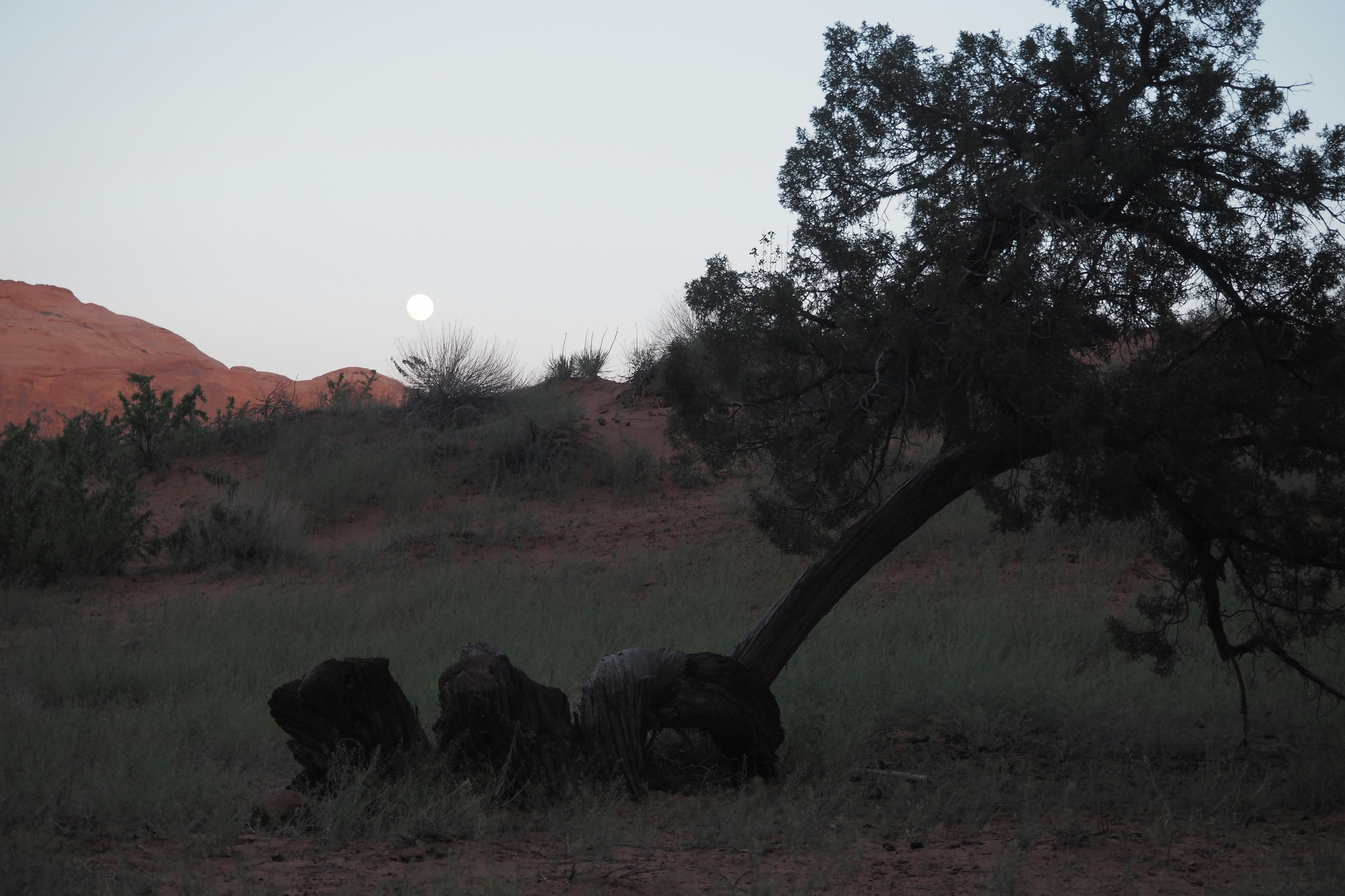 Animales salvajes en un paisaje al atardecer con un árbol inclinado