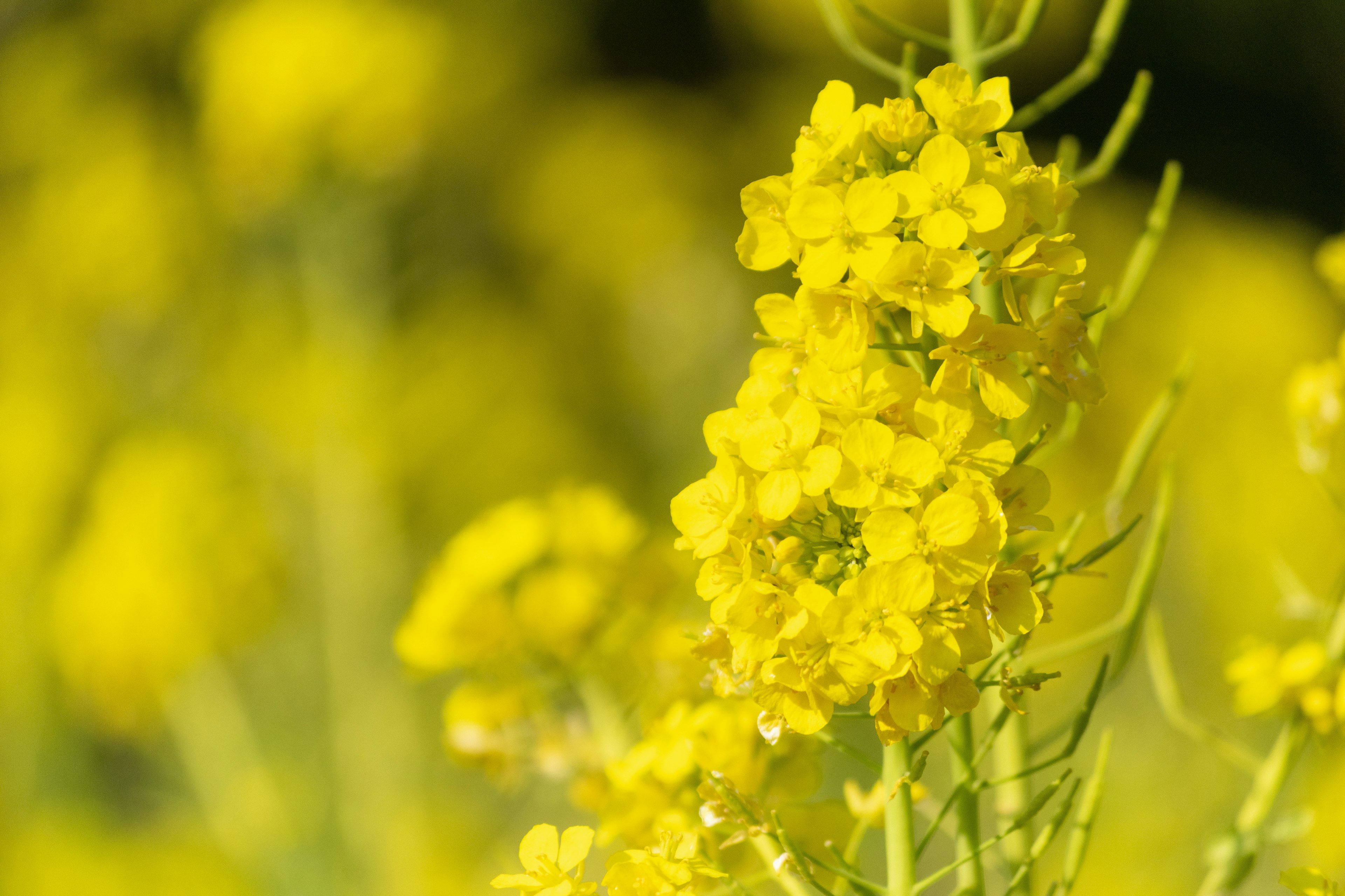 鮮やかな黄色の菜の花が咲いている様子のクローズアップ