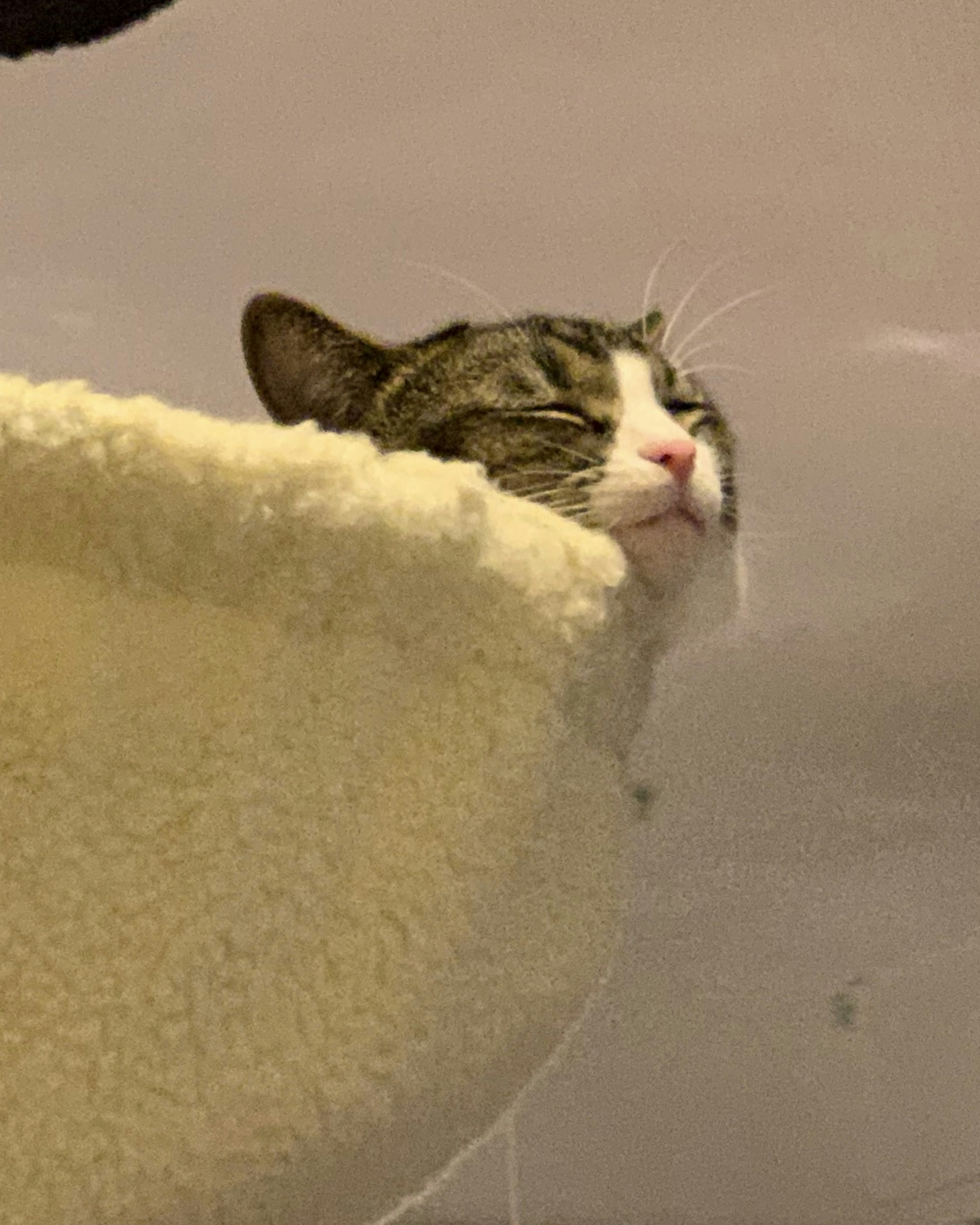 A cat resting its chin on the edge of a fluffy bed