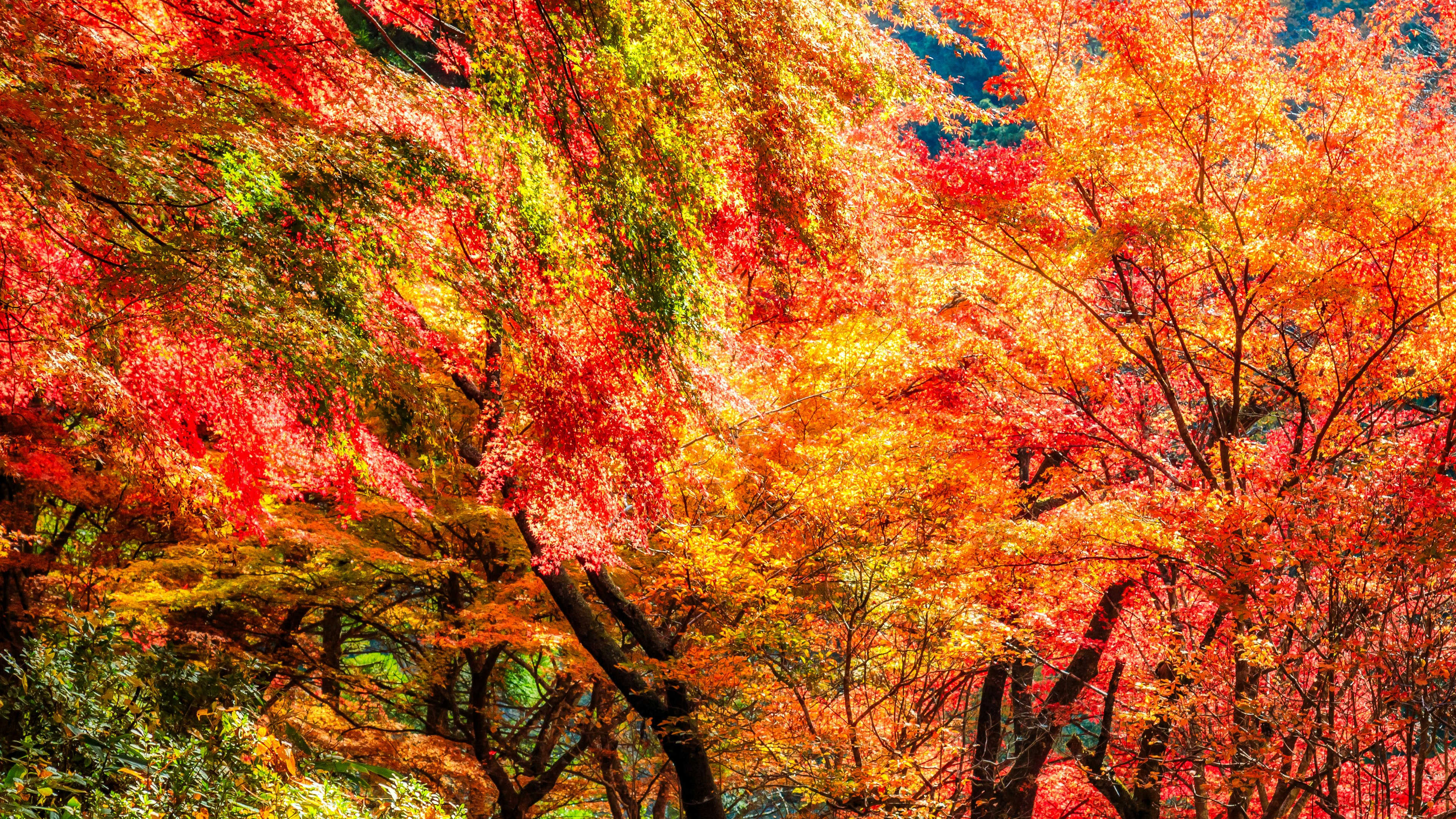 Vibrant autumn foliage with colorful trees