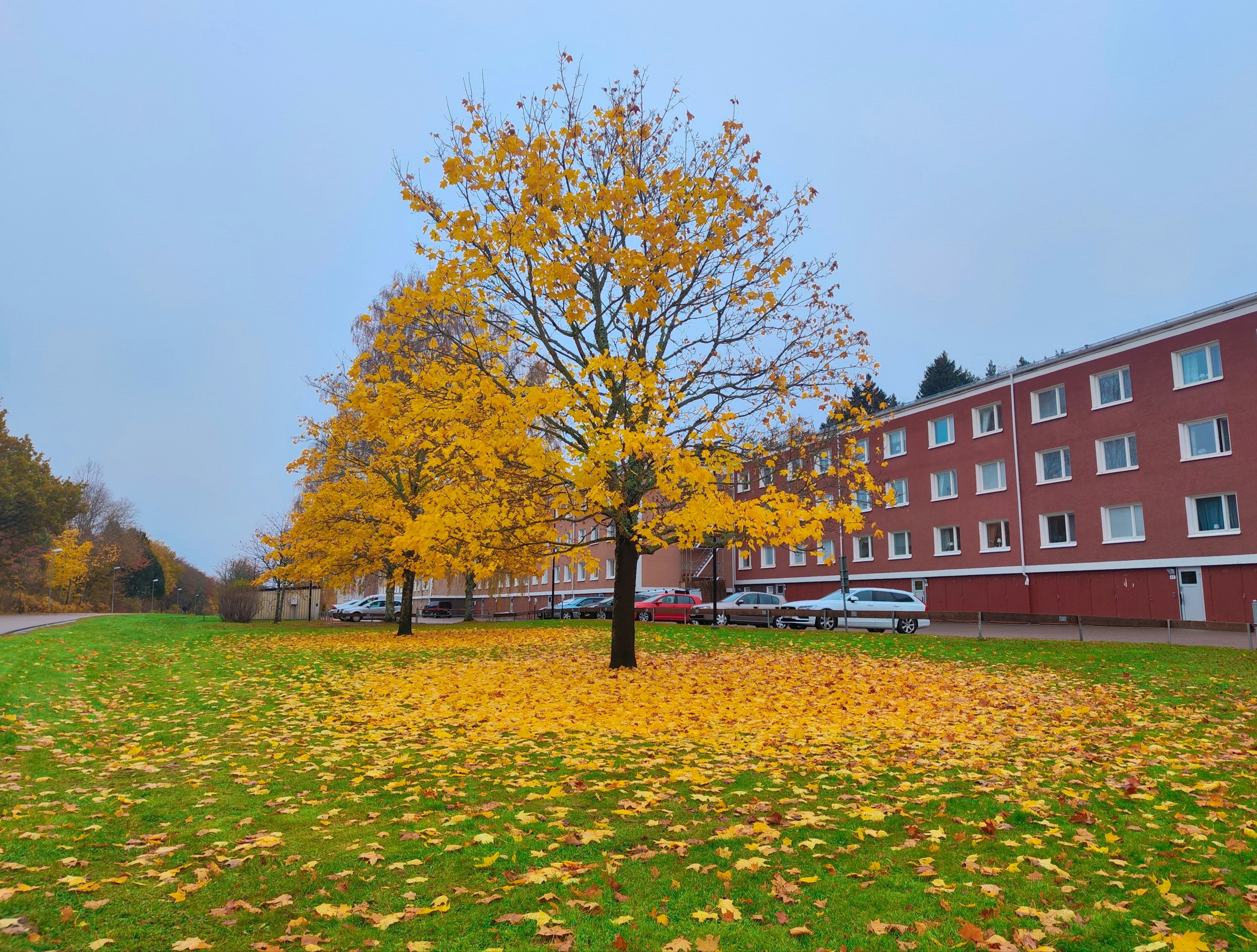 A vibrant yellow autumn tree surrounded by fallen leaves and a red building