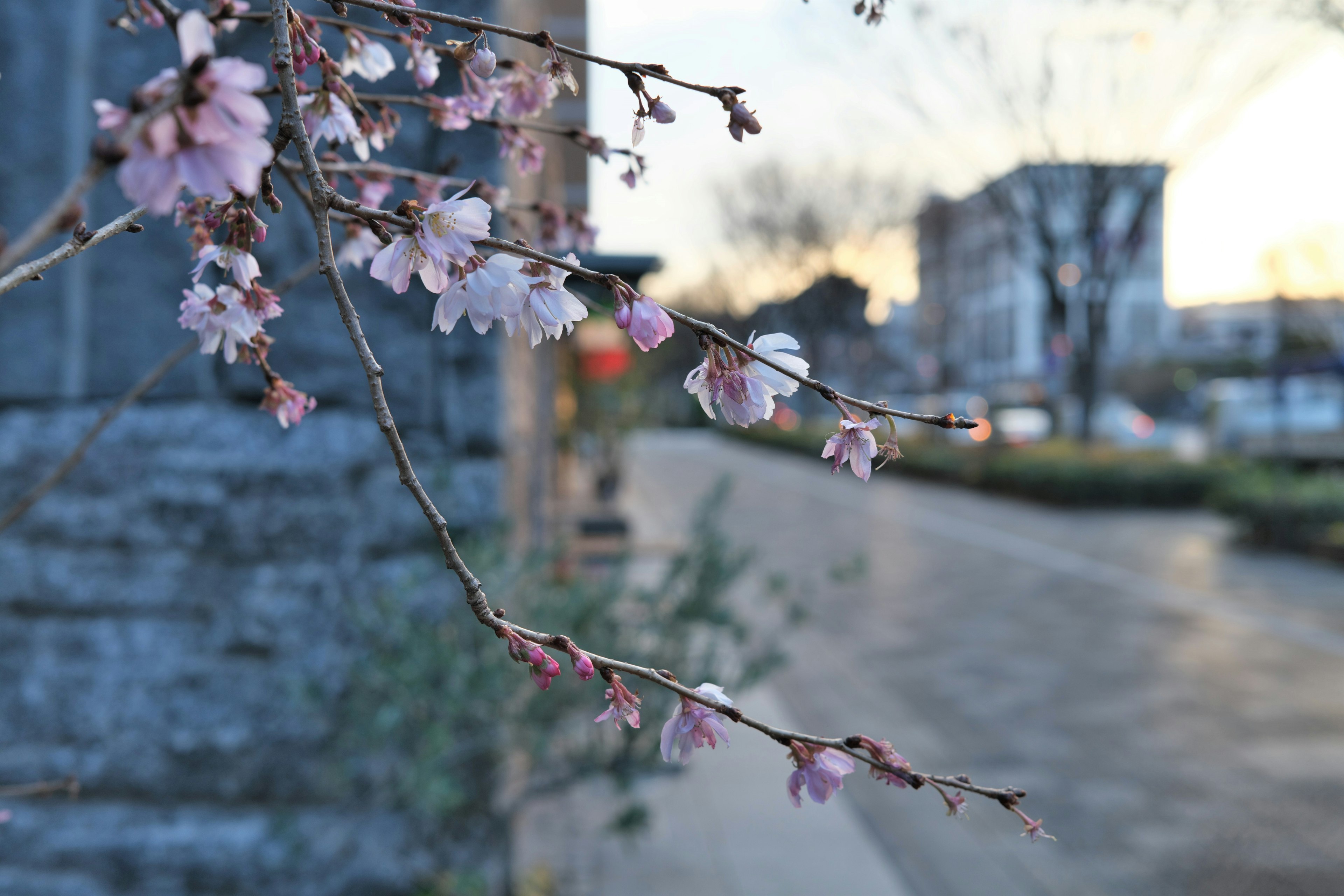 Branche de cerisier avec des fleurs roses délicates et un arrière-plan de ville flou