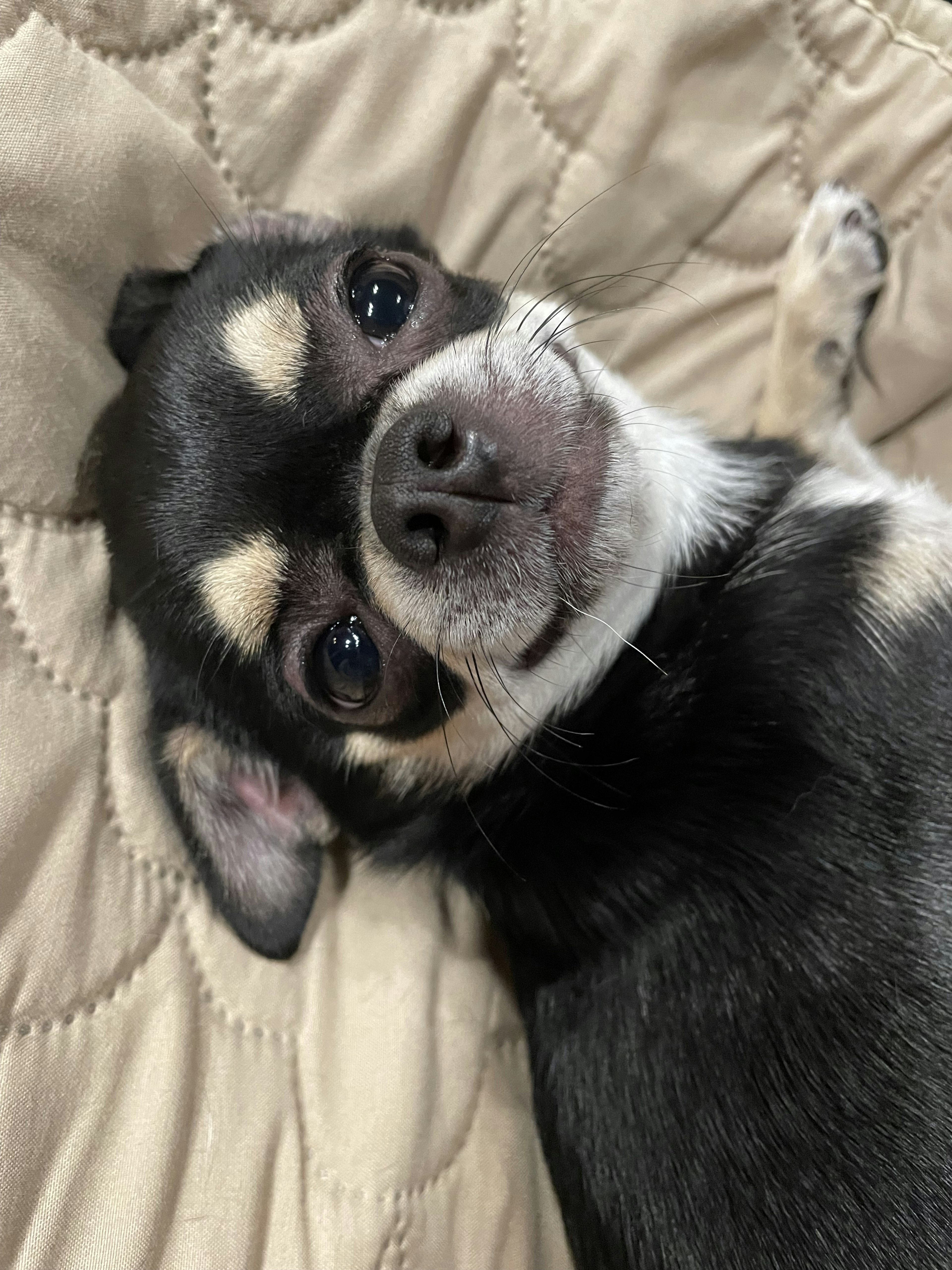 A black and tan Chihuahua lying on a quilted blanket