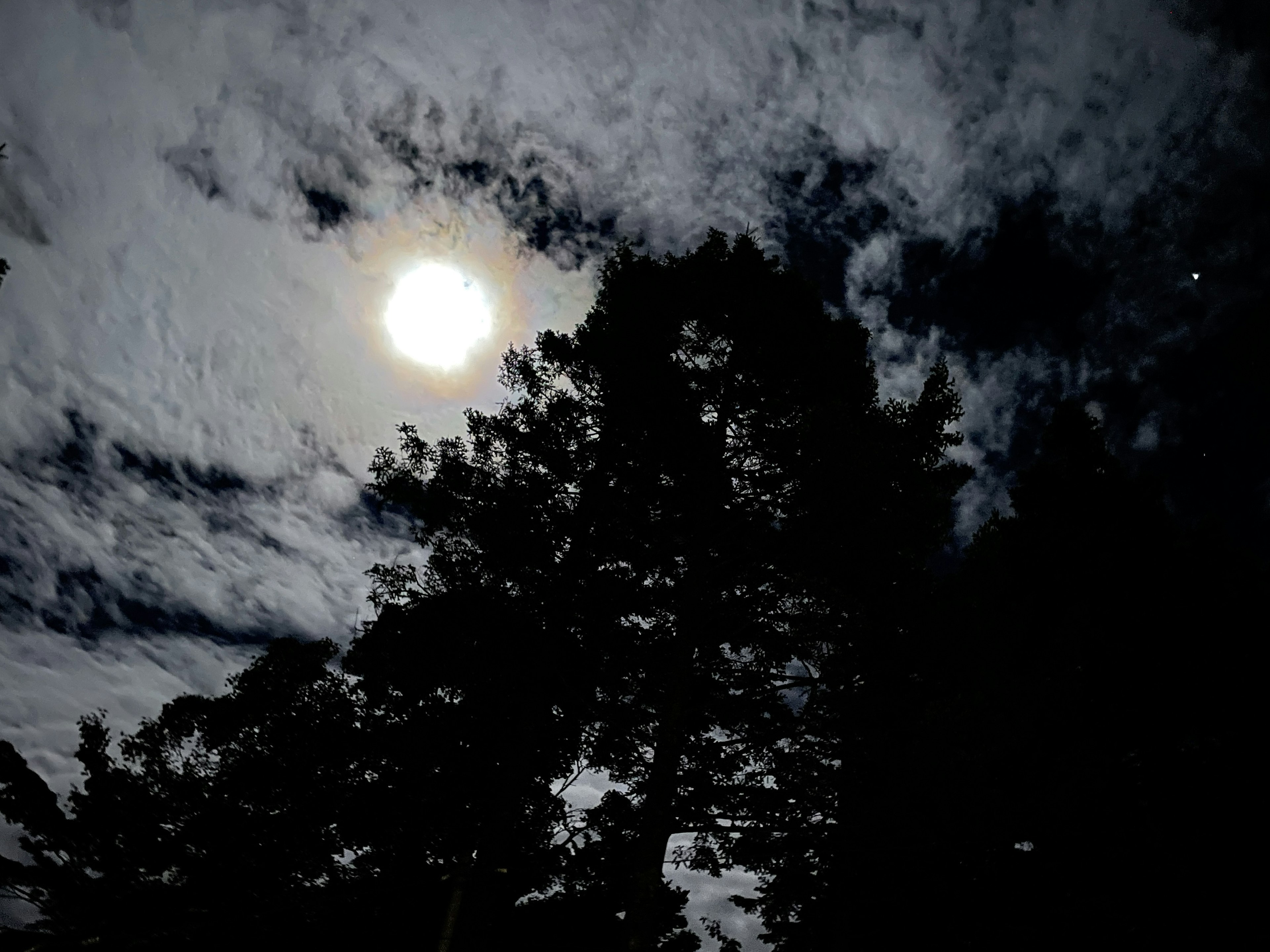 Luna brillante in un cielo nuvoloso con alberi in silhouette