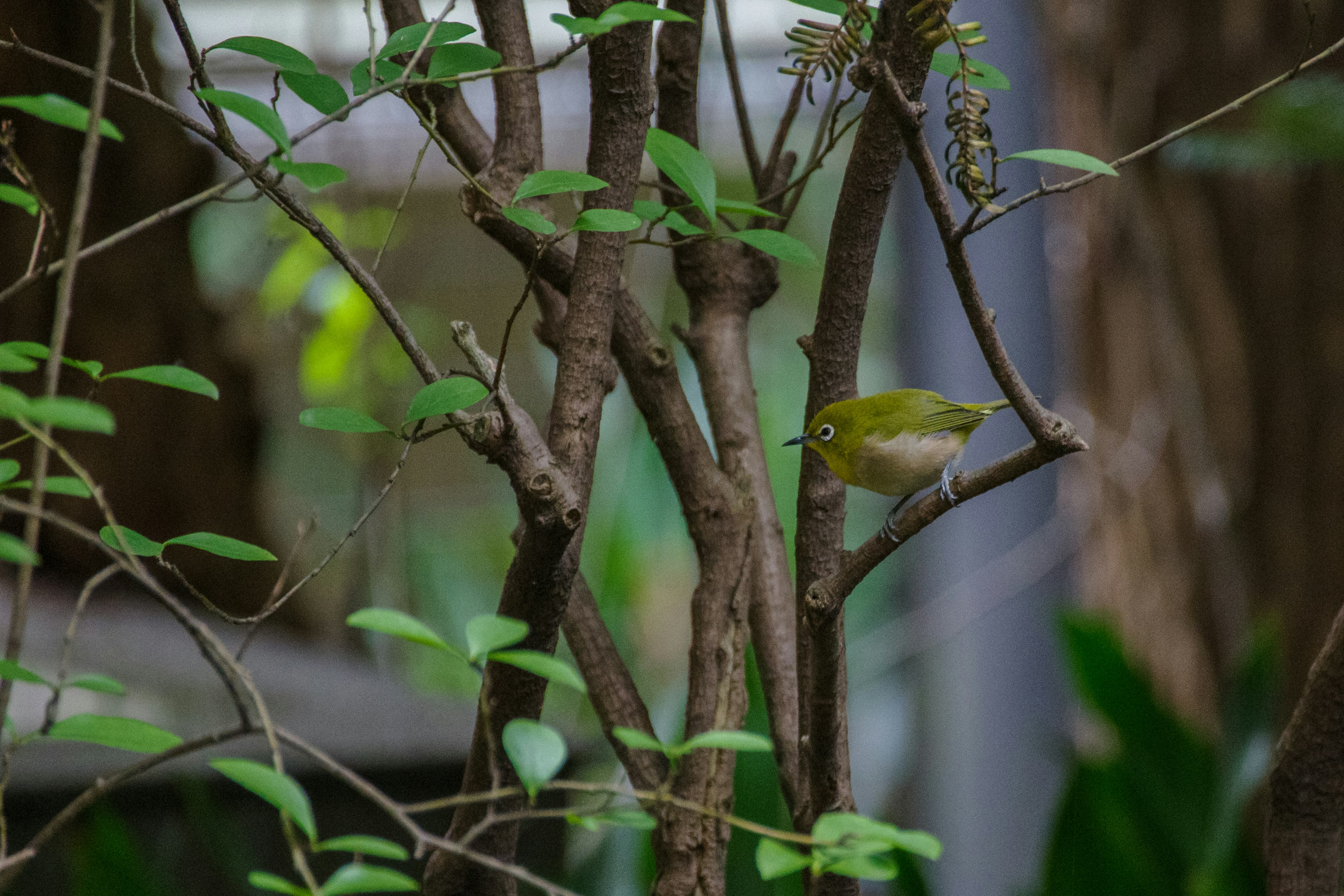 A small bird perched on a branch surrounded by green leaves