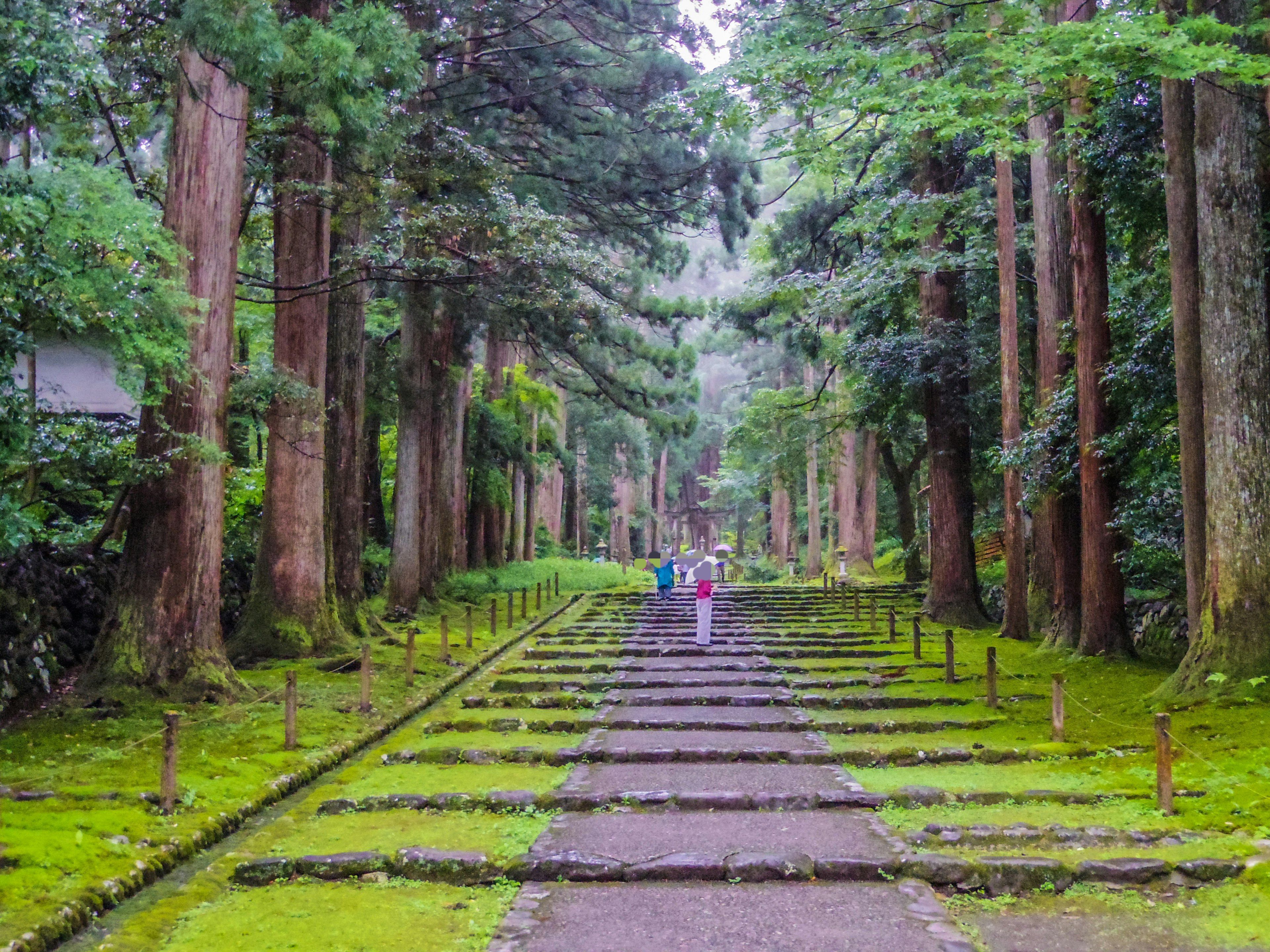 Jalan batu dikelilingi pohon tinggi di hutan yang rimbun