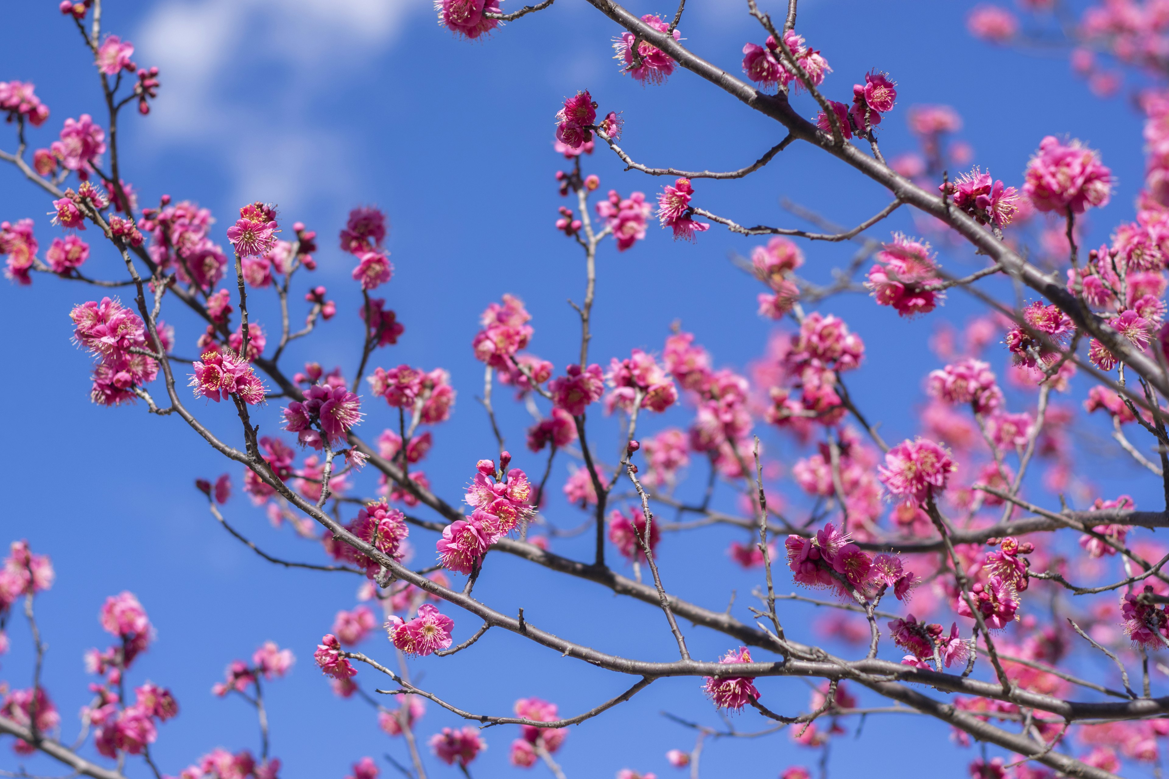 Branches of cherry blossoms blooming against a blue sky