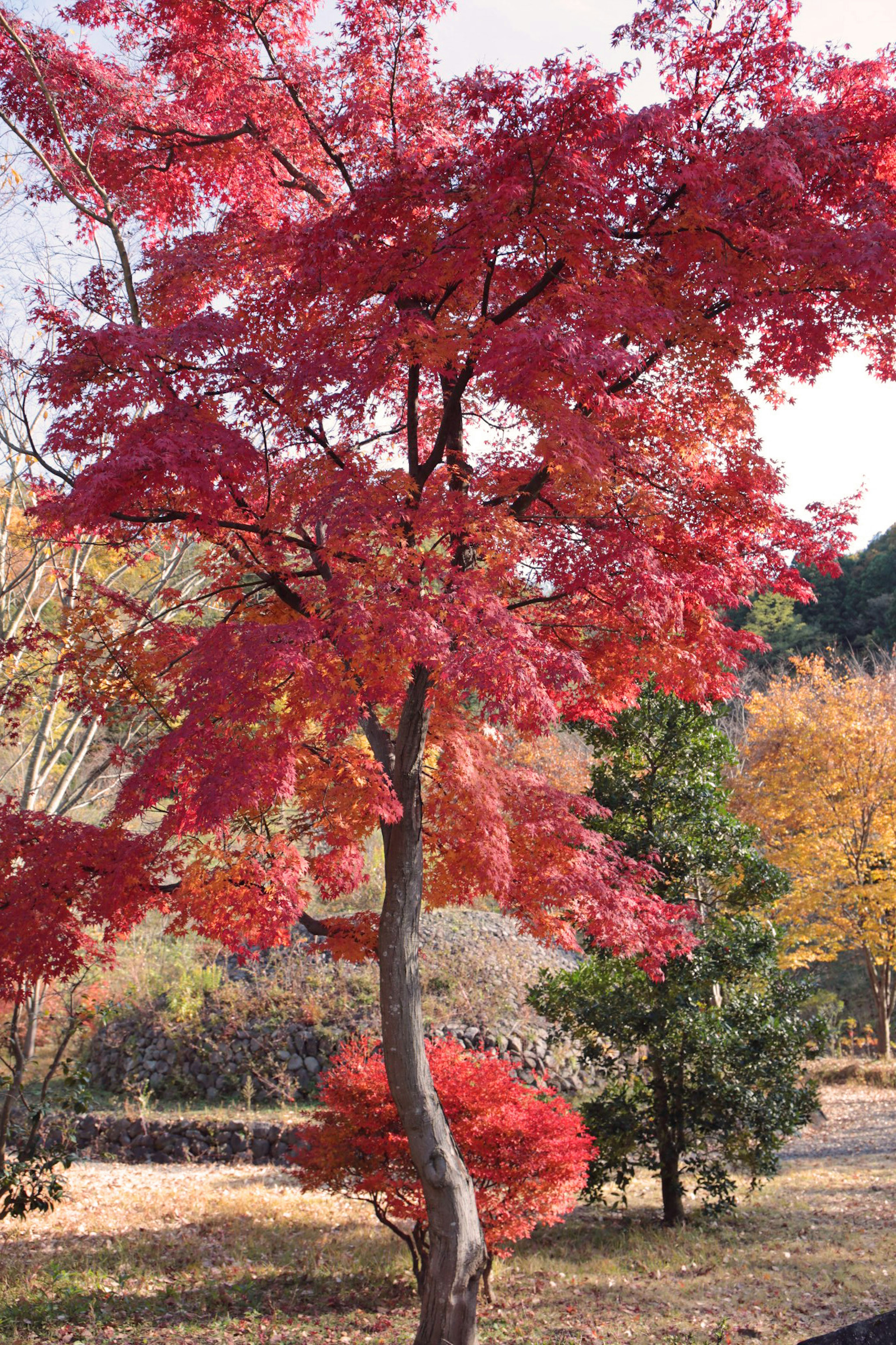 Un árbol de arce con hojas rojas vibrantes en un paisaje otoñal