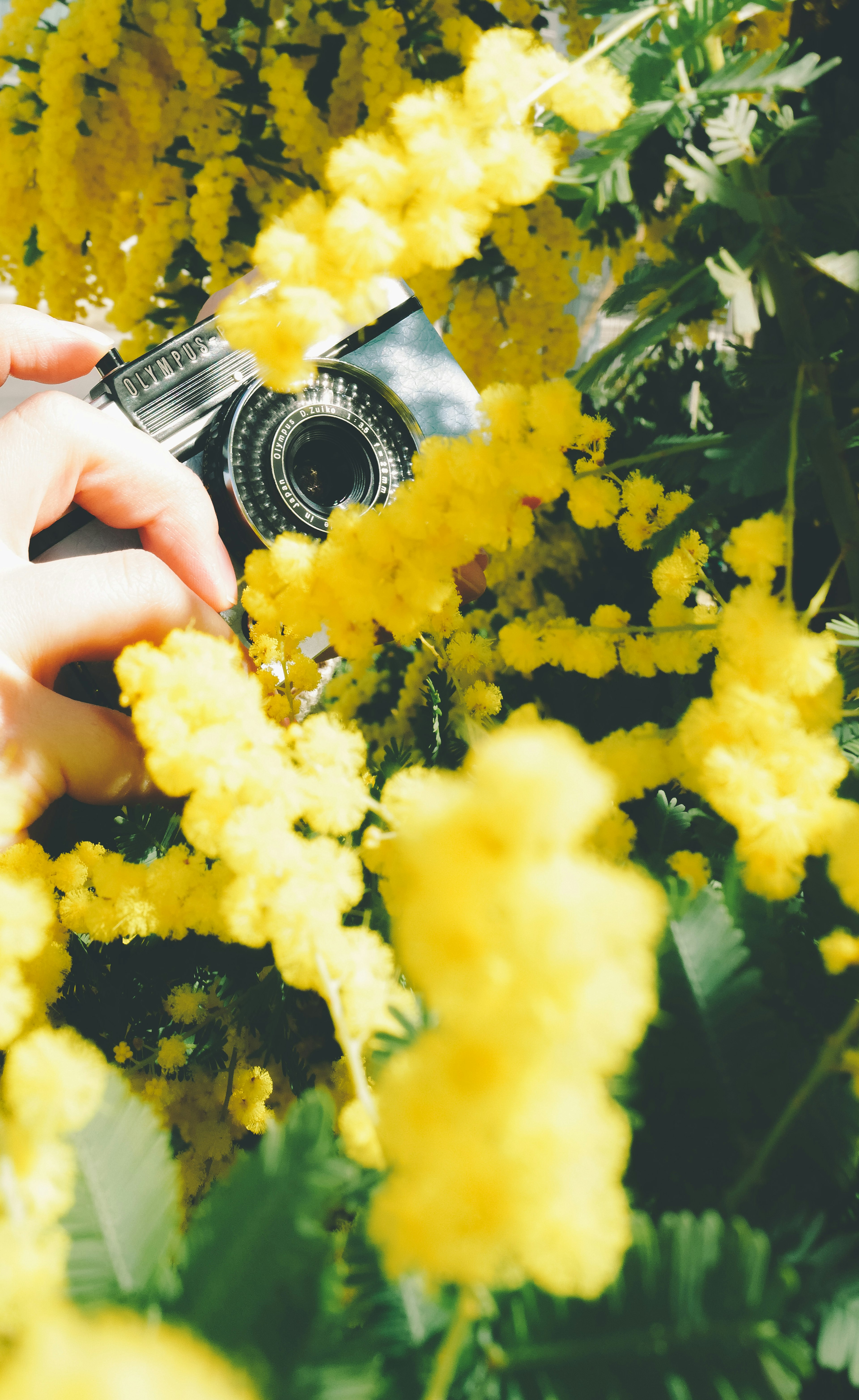 Mano che tiene una macchina fotografica circondata da fiori gialli