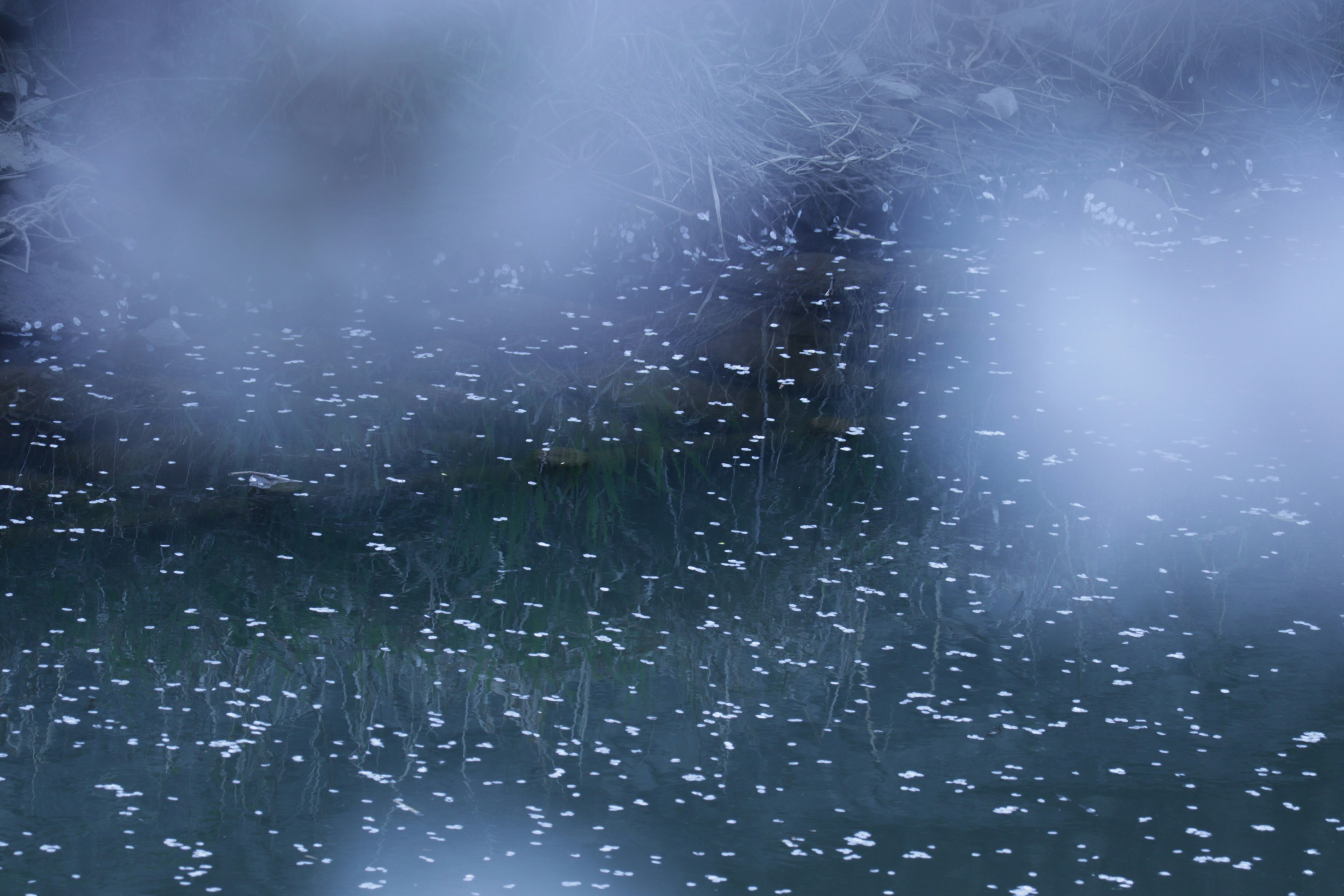 Blurred image of floating white petals on a blue water surface