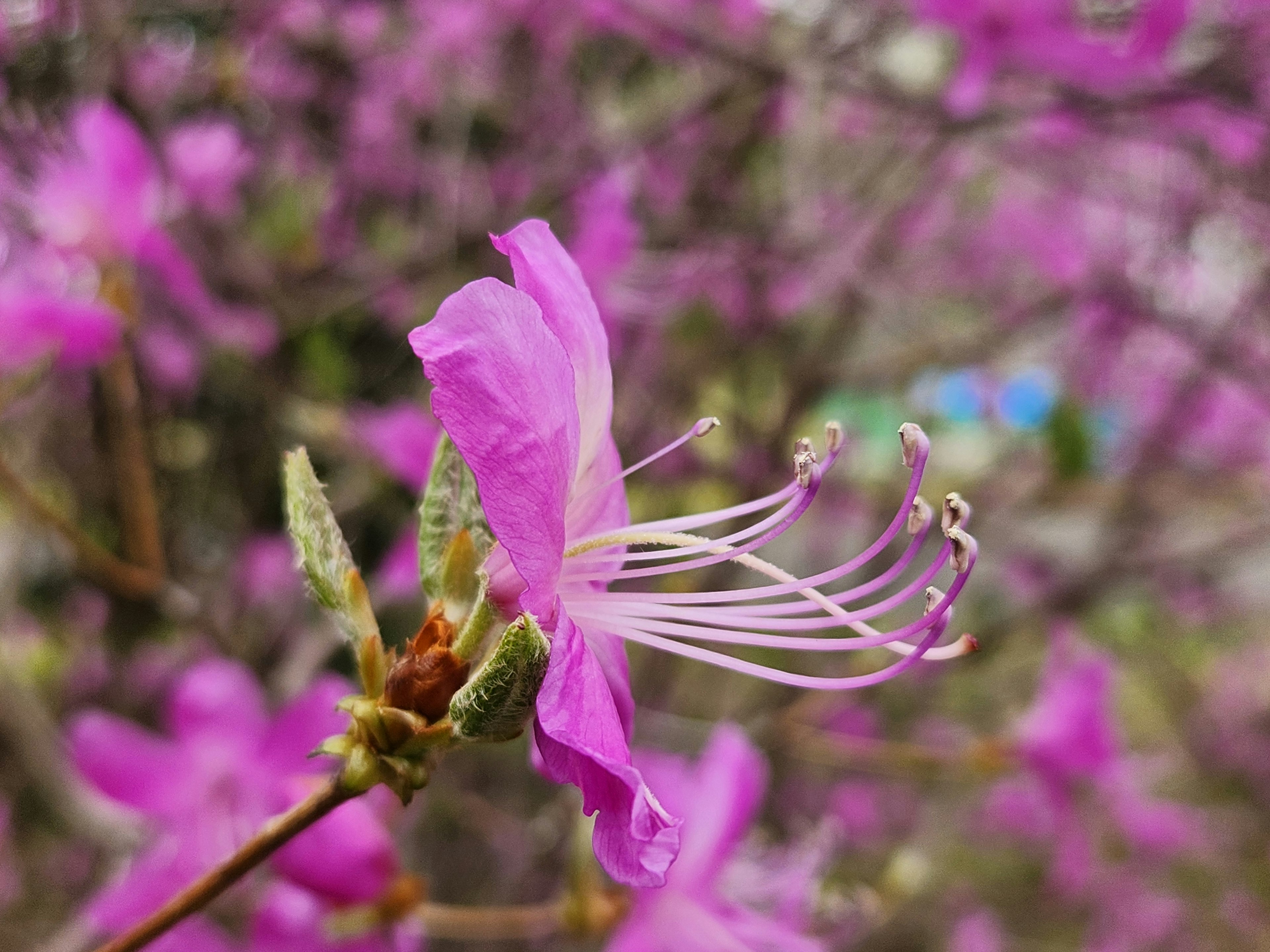 Kedekatan bunga azalea merah muda dengan benang sari panjang dan kelopak lembut