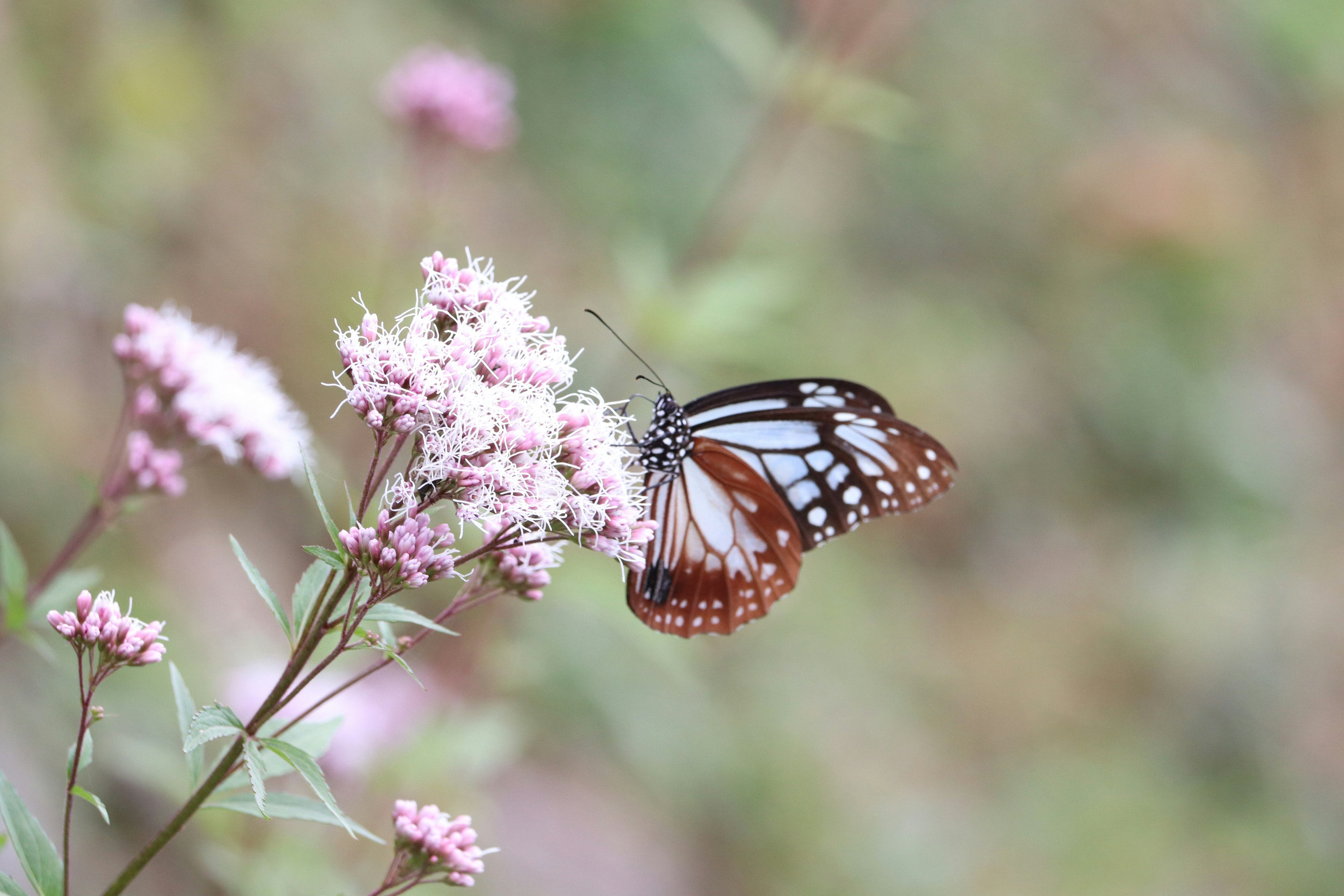 A beautiful butterfly resting on pink flowers