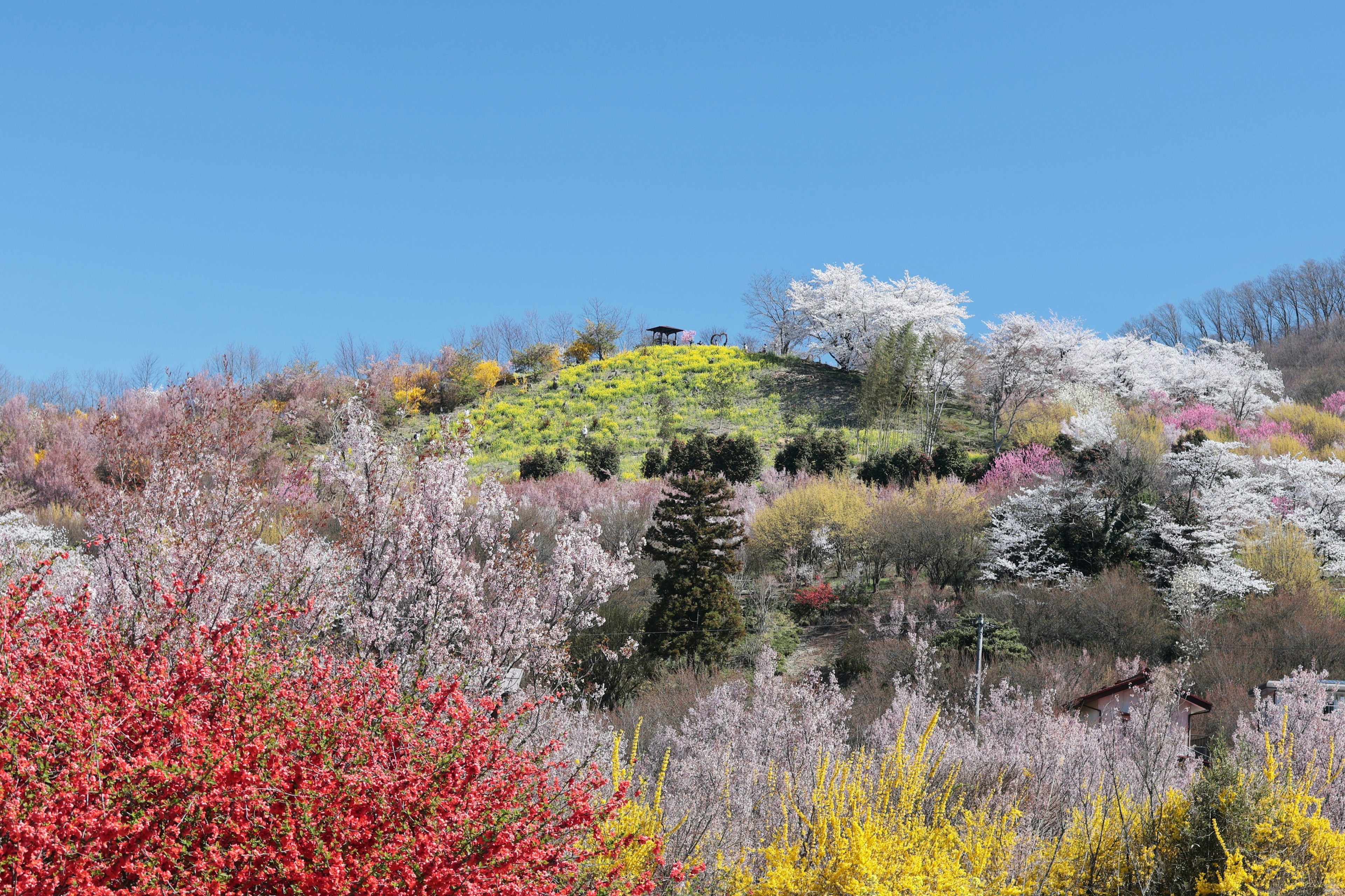 生机勃勃的山坡上开满鲜花，蓝天映衬