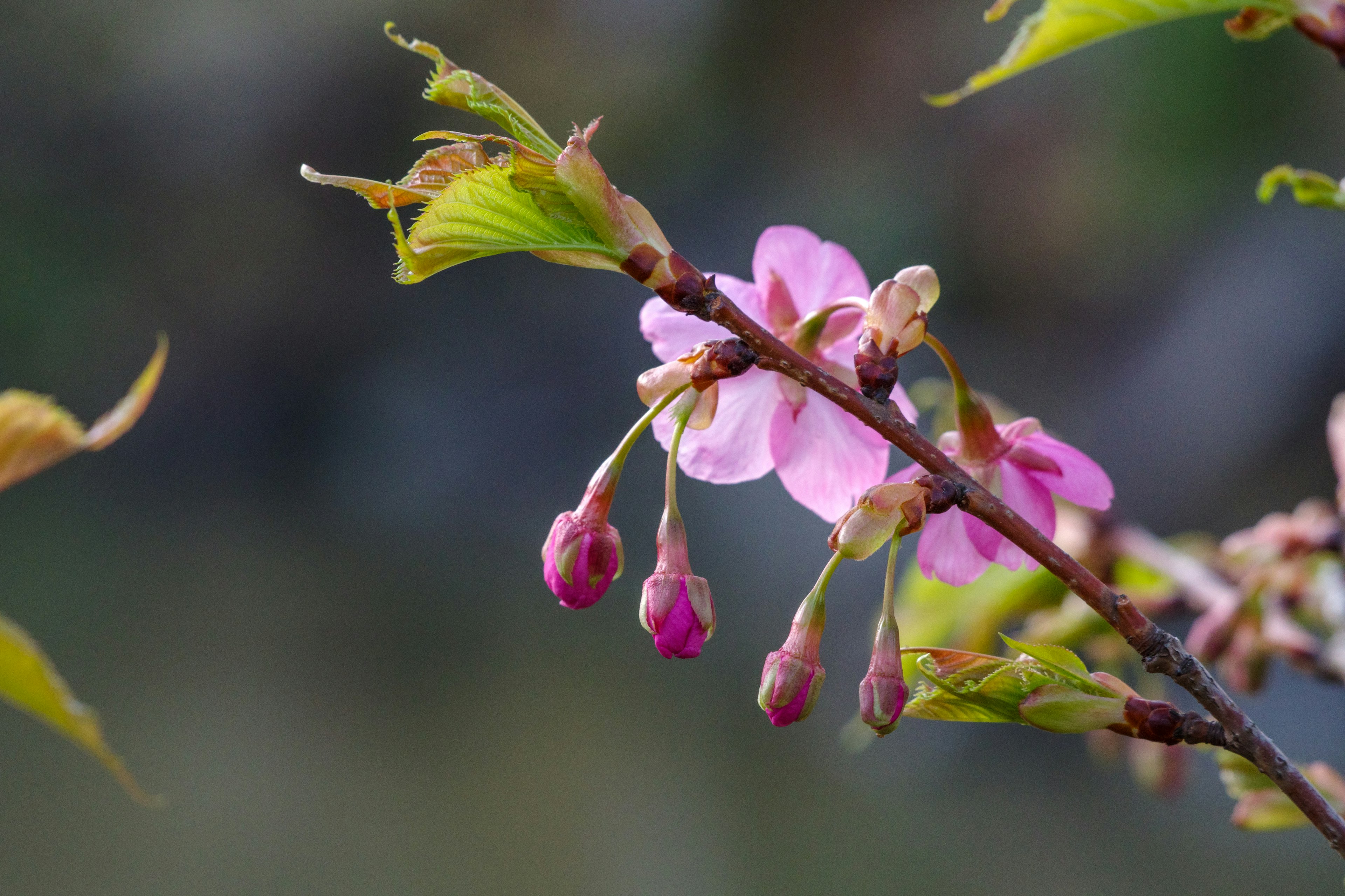 Primer plano de una rama de cerezo con flores rosas y capullos