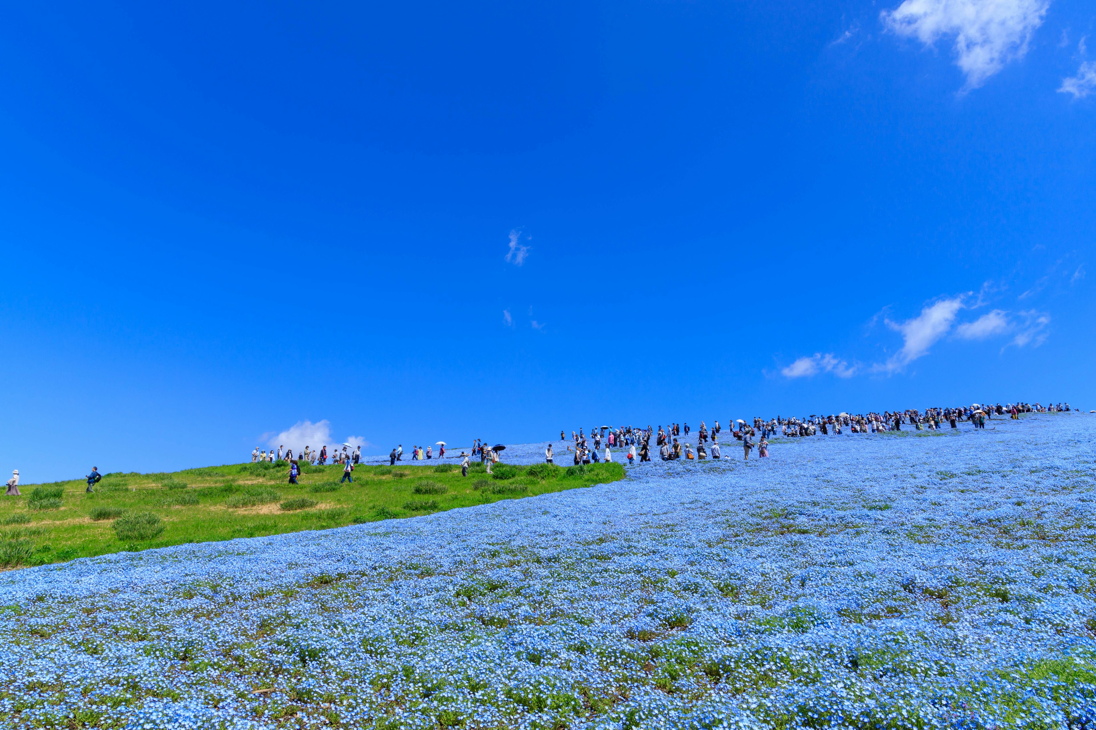 Visitantes en una colina cubierta de flores azules bajo un cielo azul claro