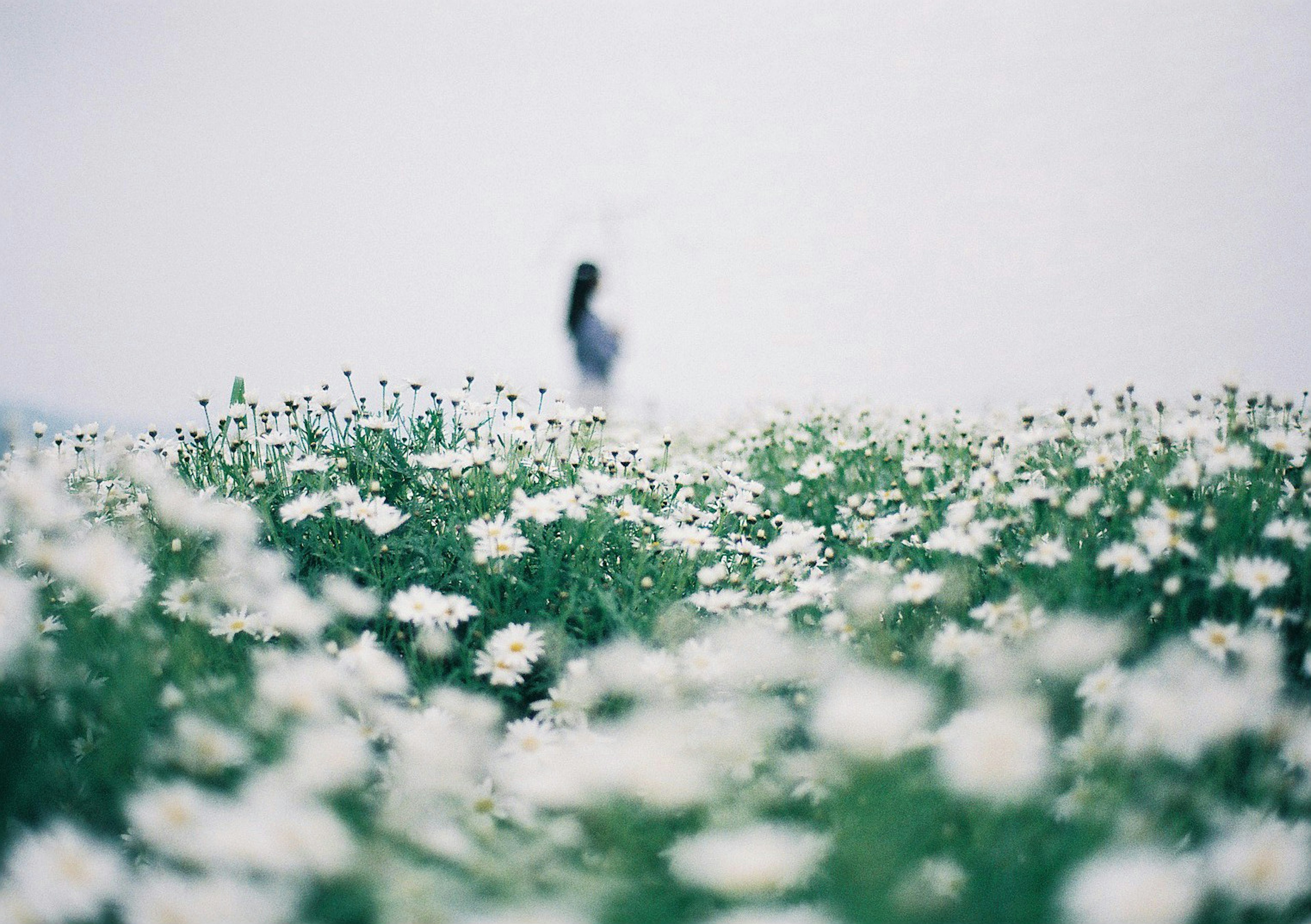 Silhouette d'une personne se tenant dans un champ de fleurs blanches