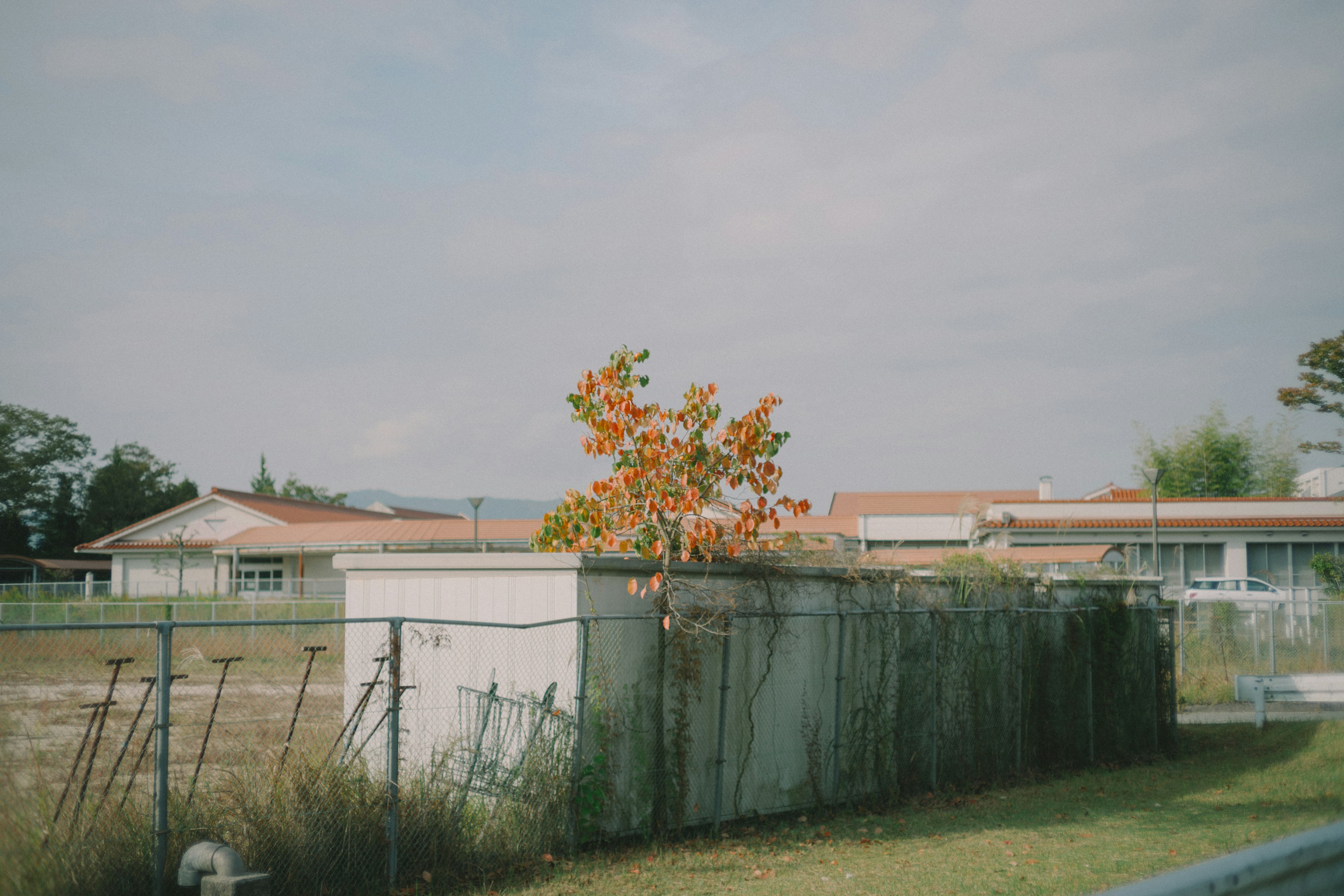 Un paesaggio con un albero colorato e un muro di cemento basso in un contesto desolato