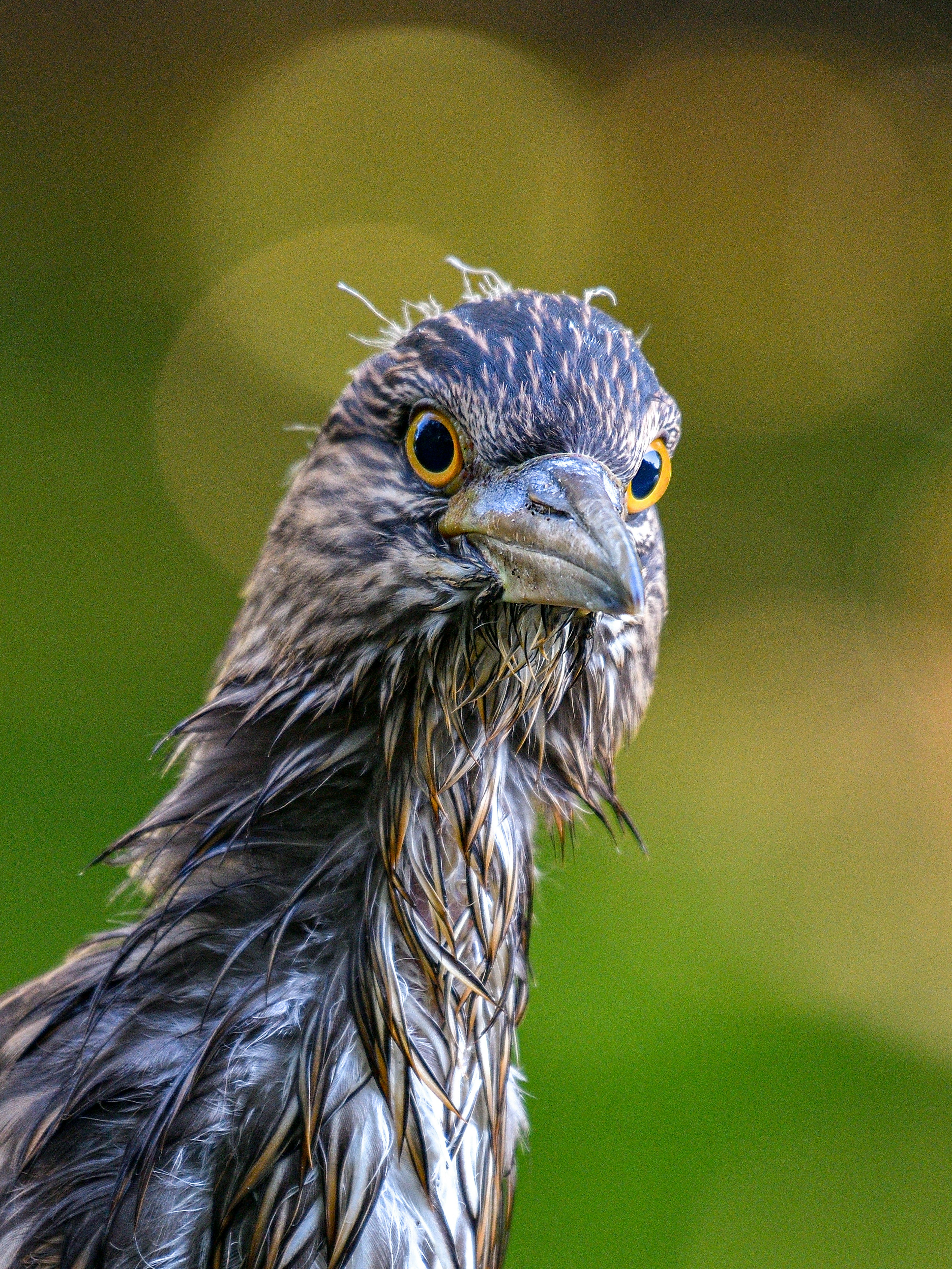 Close-up image of a bird with wet feathers showing distinctive head plumage and yellow eyes