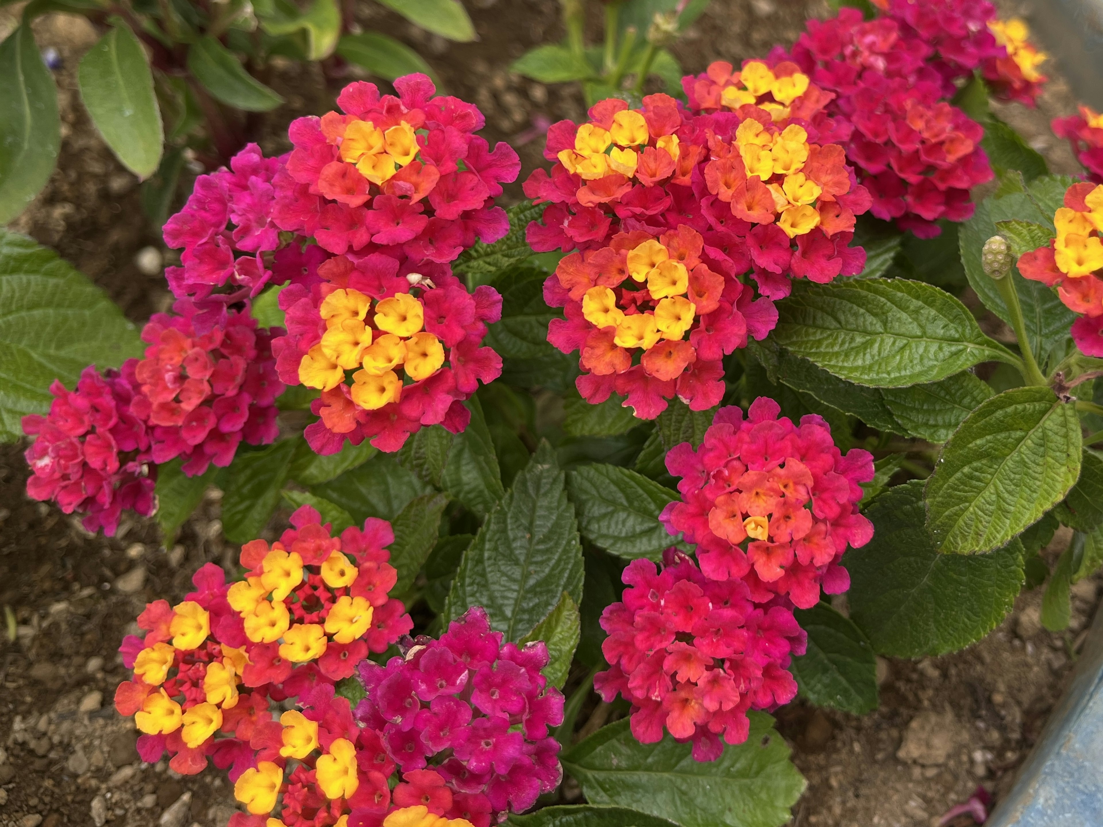 ดอกไม้สีชมพูและสีส้มสดใสของพืช Lantana