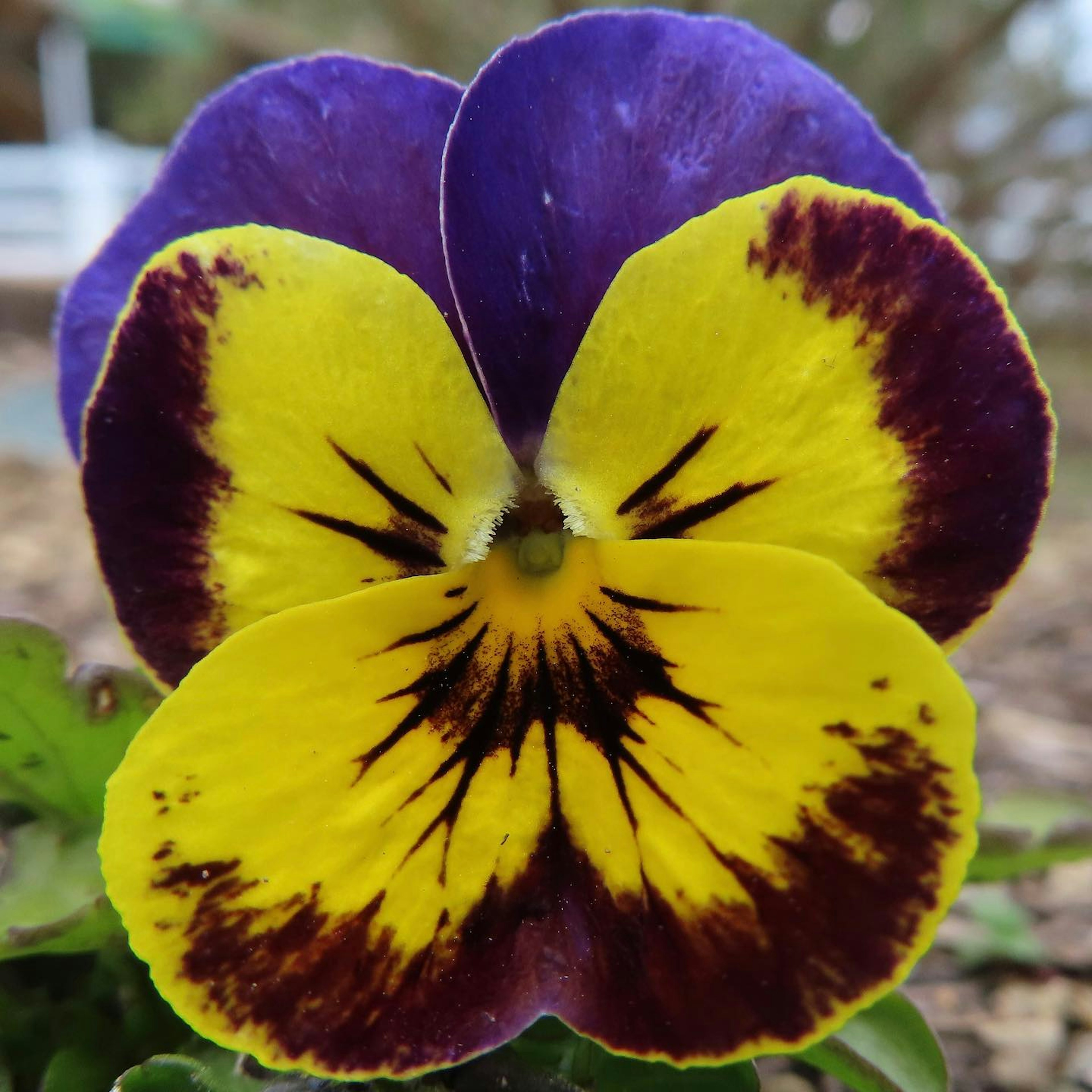 Close-up of a vibrant purple and yellow pansy flower