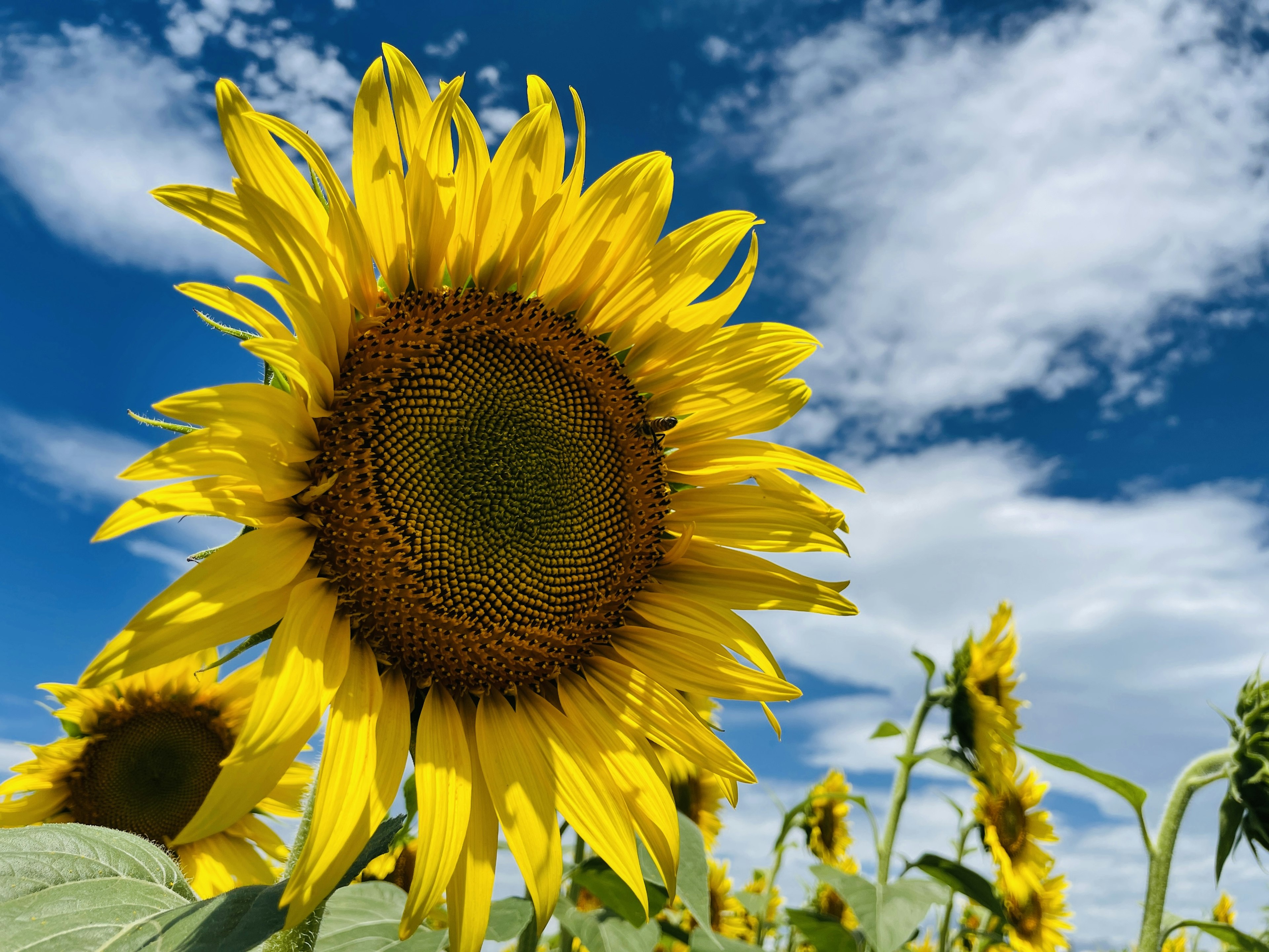 Primo piano di un girasole che fiorisce sotto un cielo blu